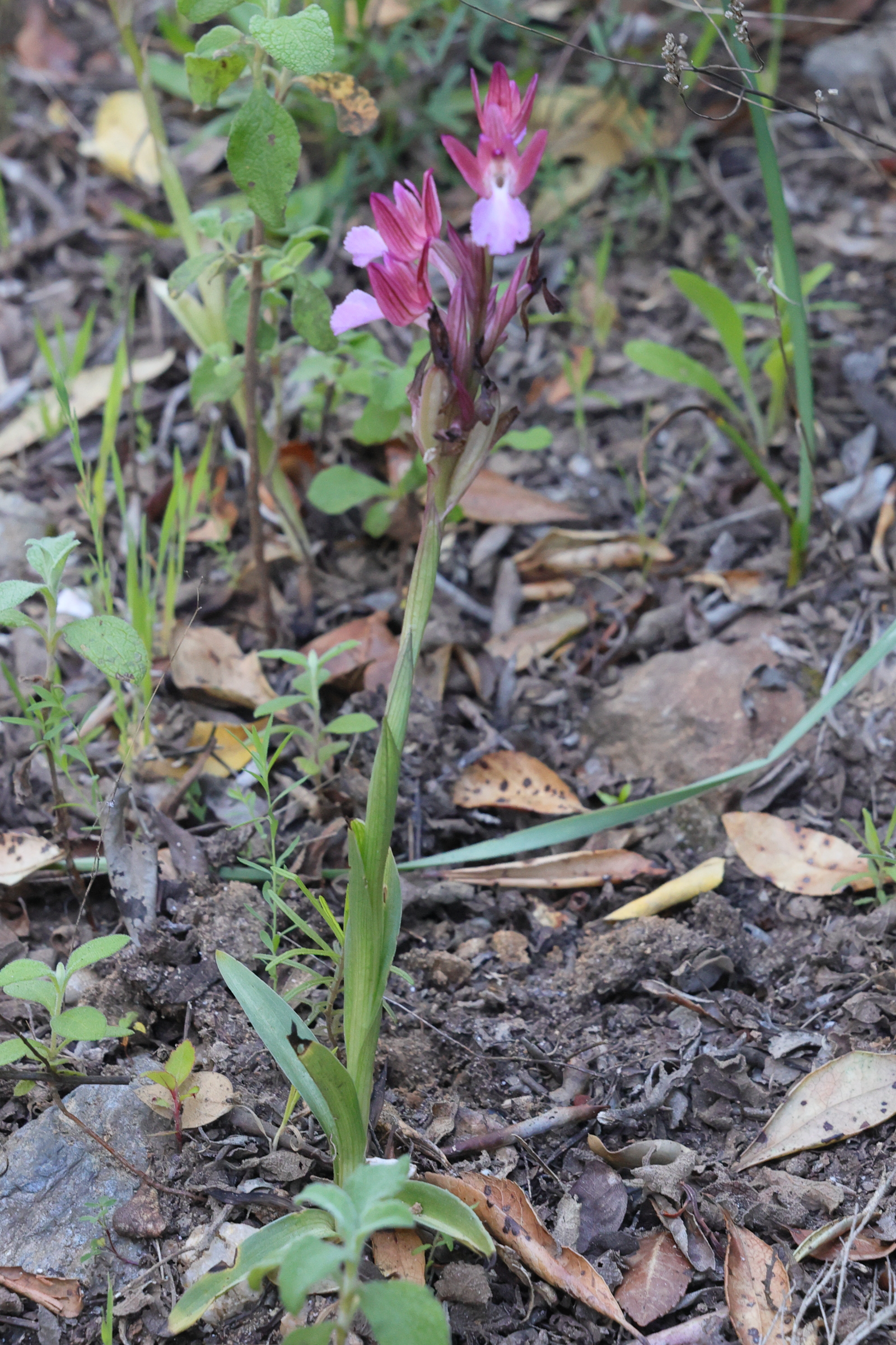 anacamptis_papilionacea8md