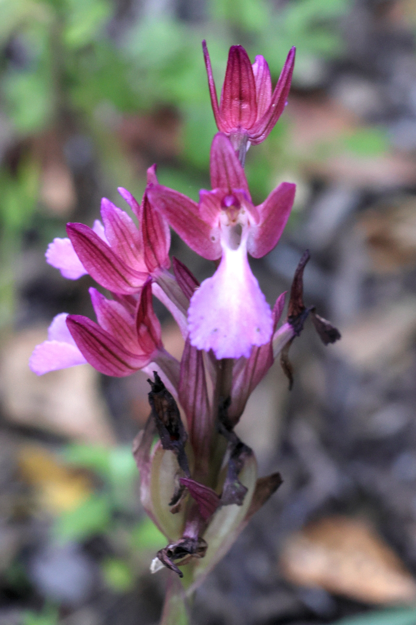 anacamptis_papilionacea9md