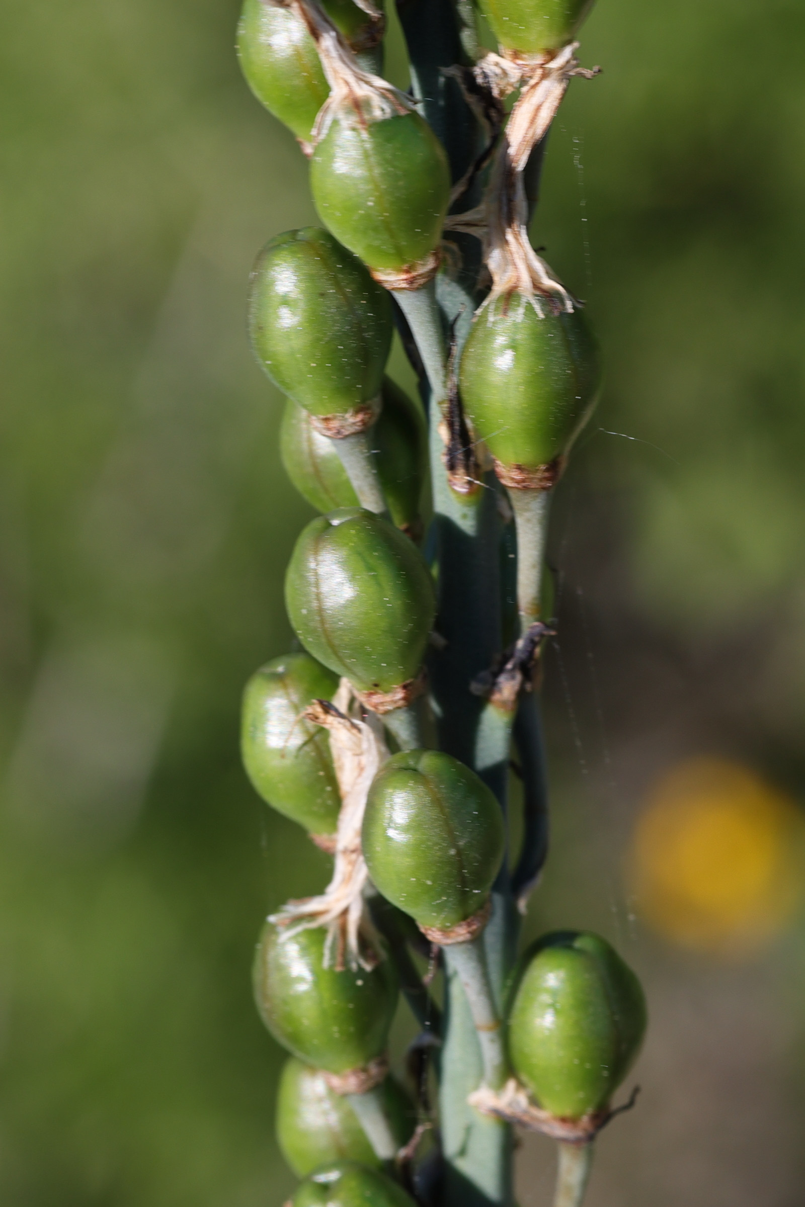 asphodelus_ramosus3md