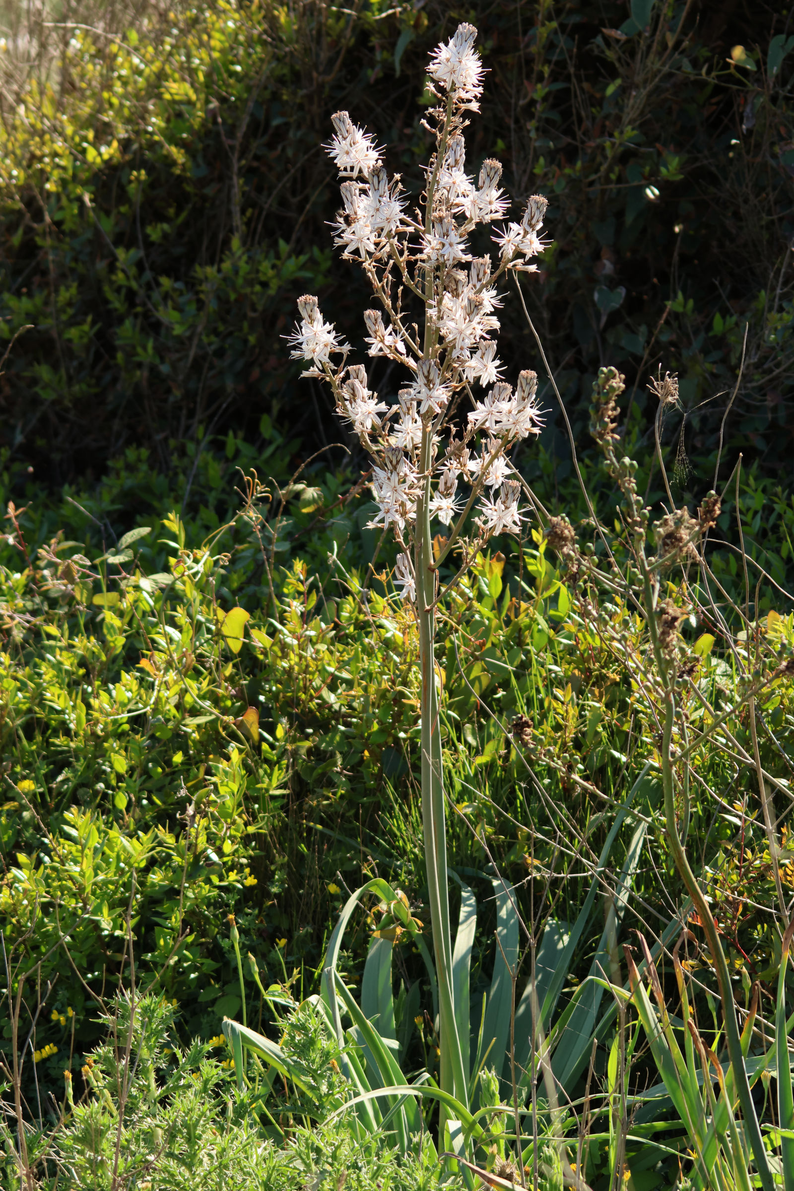 asphodelus_ramosus5md