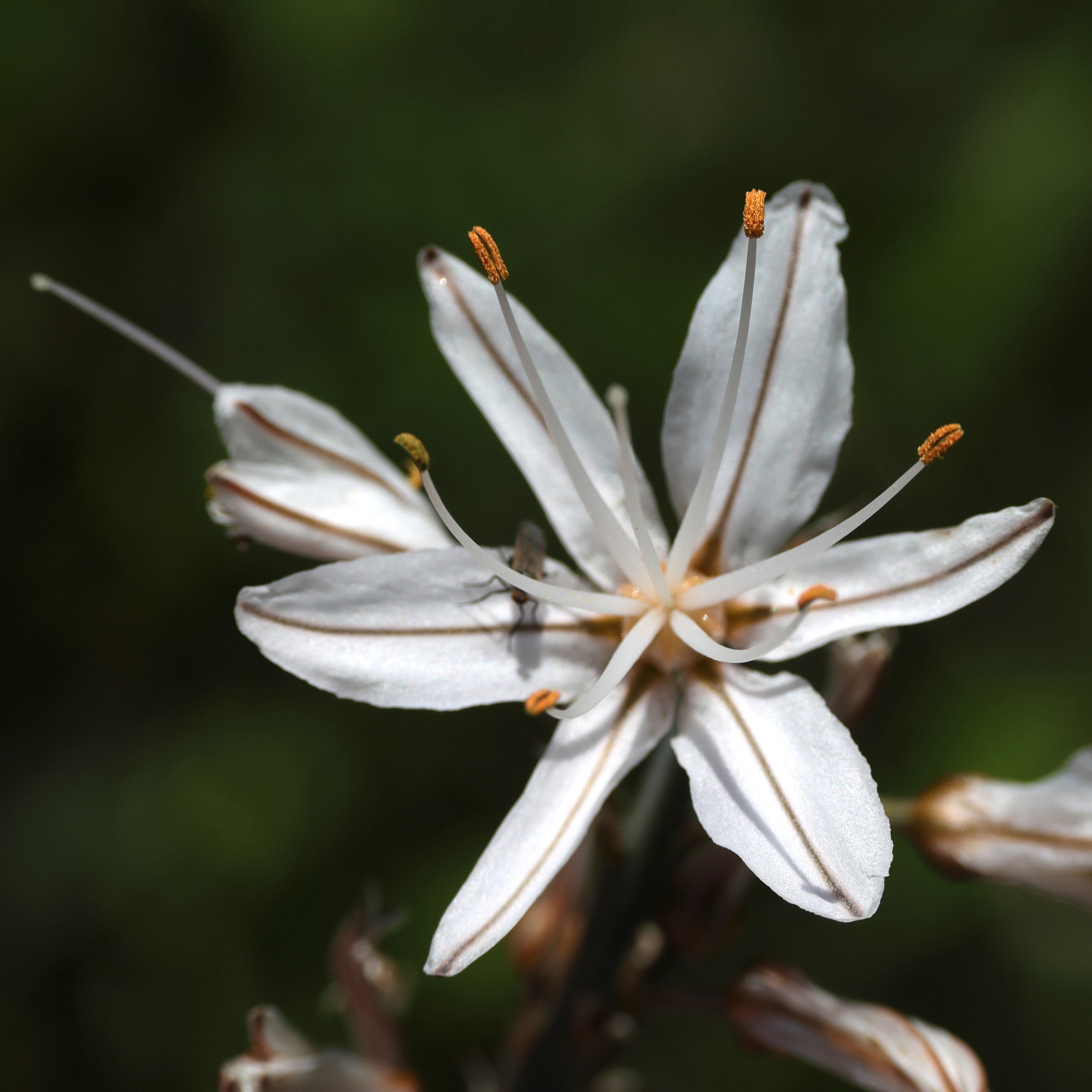 asphodelus_ramosus6md