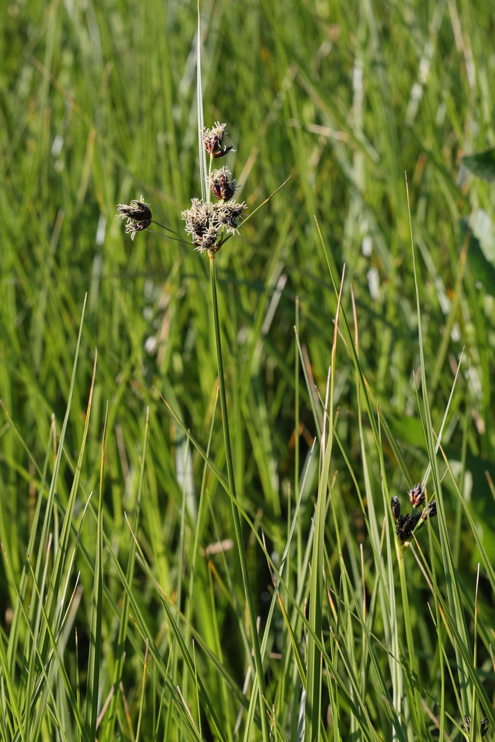 bolboschoenus_maritimus5md
