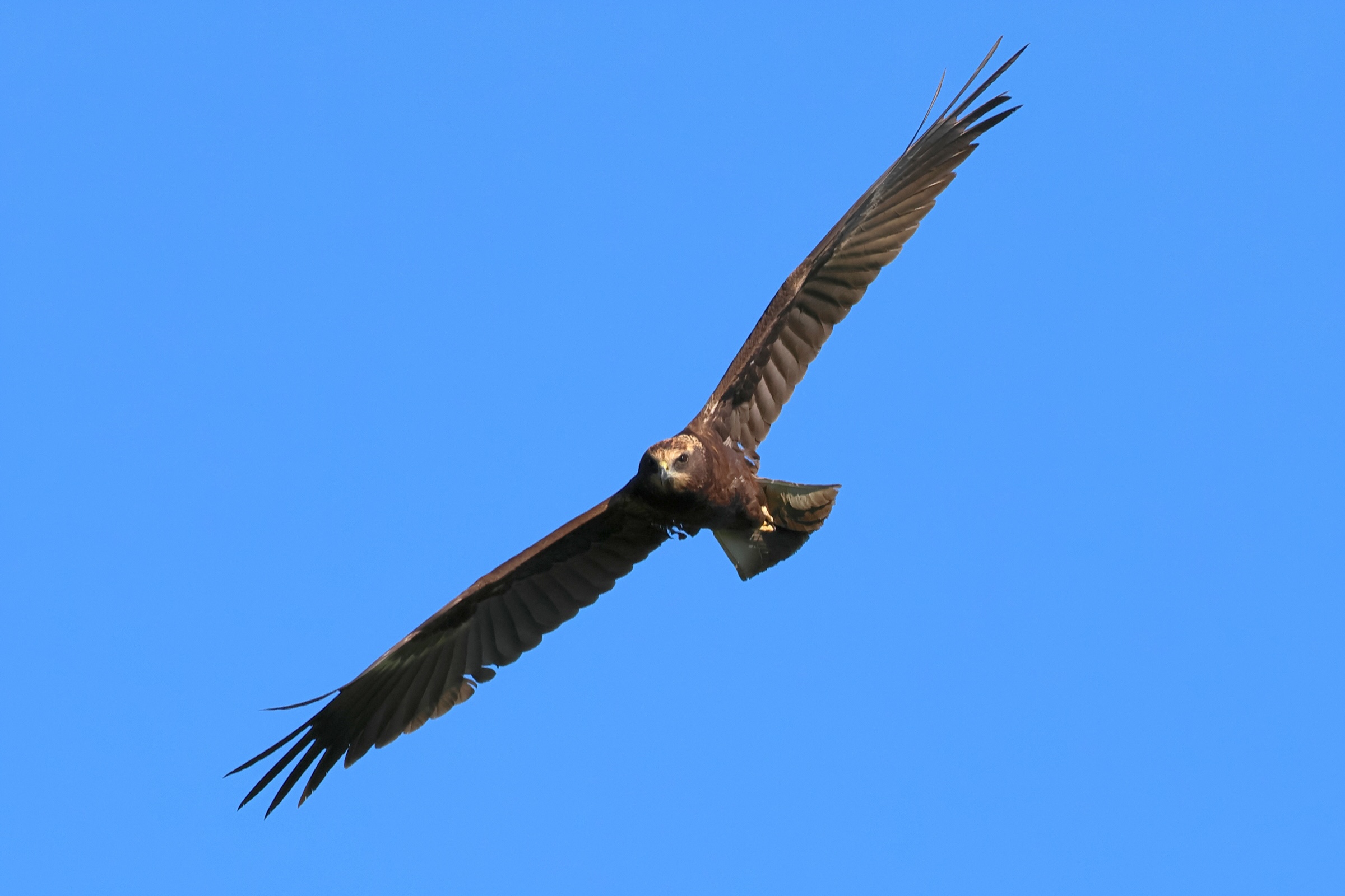 busard_des_roseaux_-_circus_aeruginosus3bd