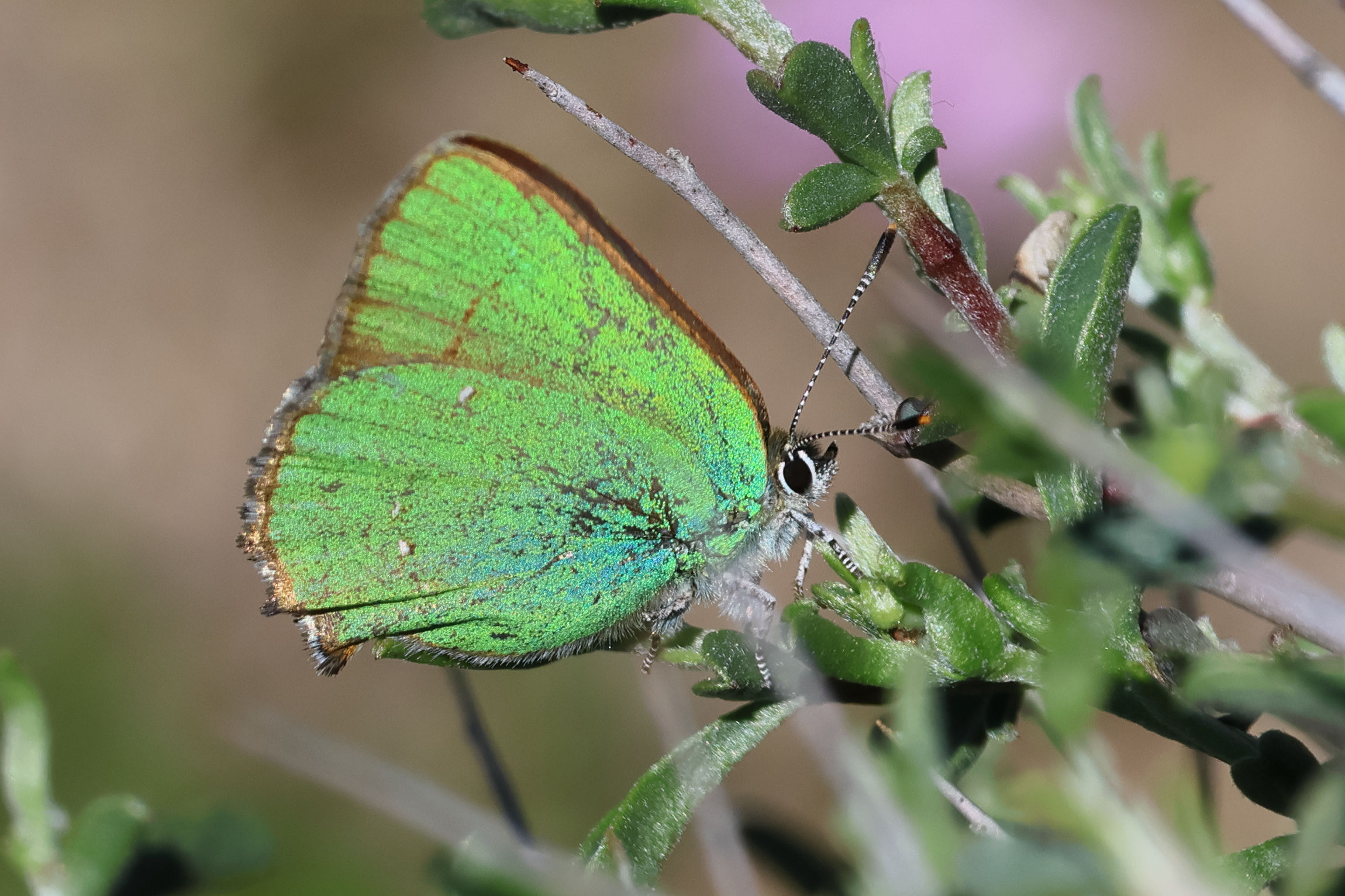 callophrys_rubi5bd