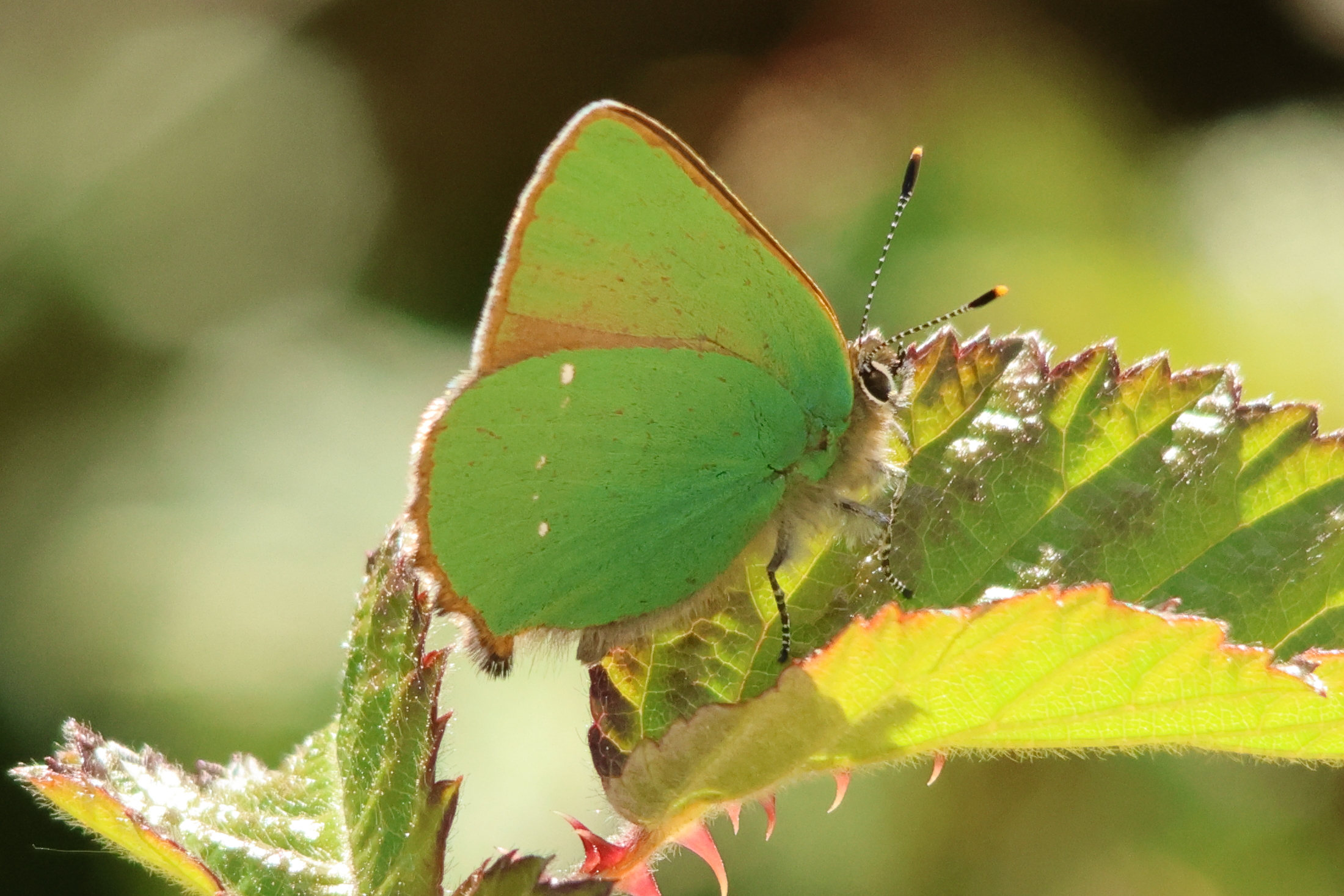 callophrys_rubi6md