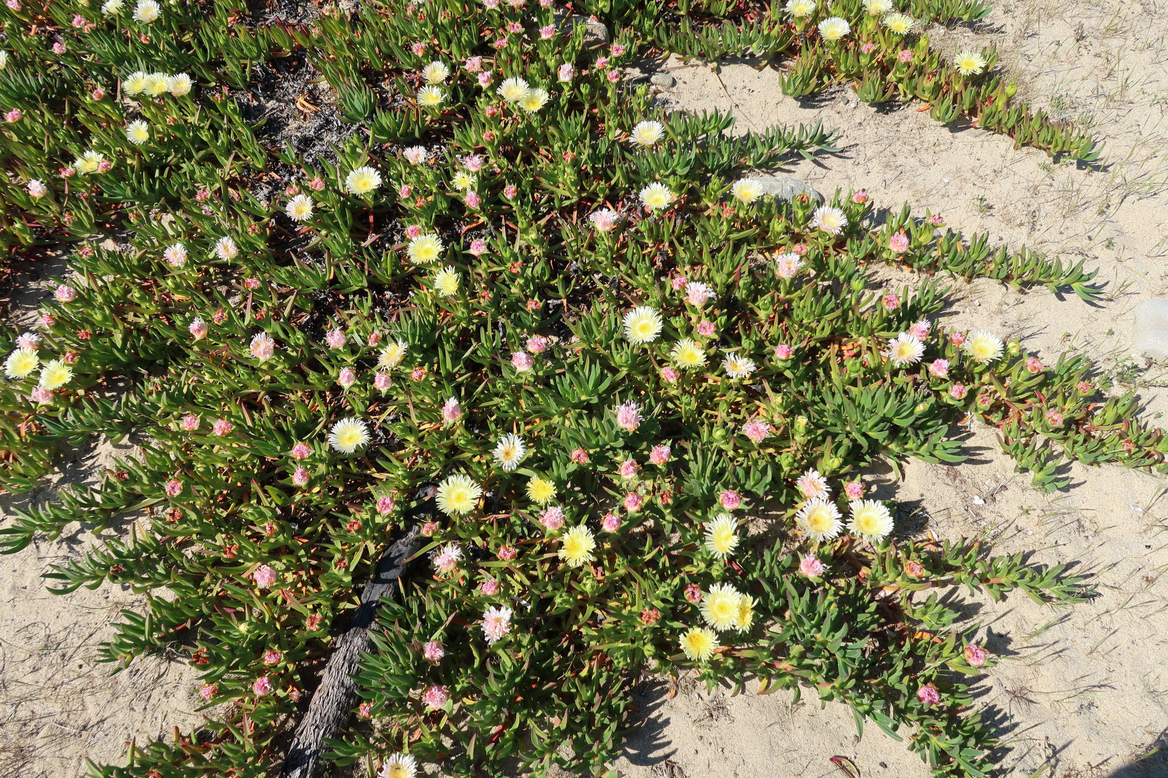 carpobrotus_edulis13md