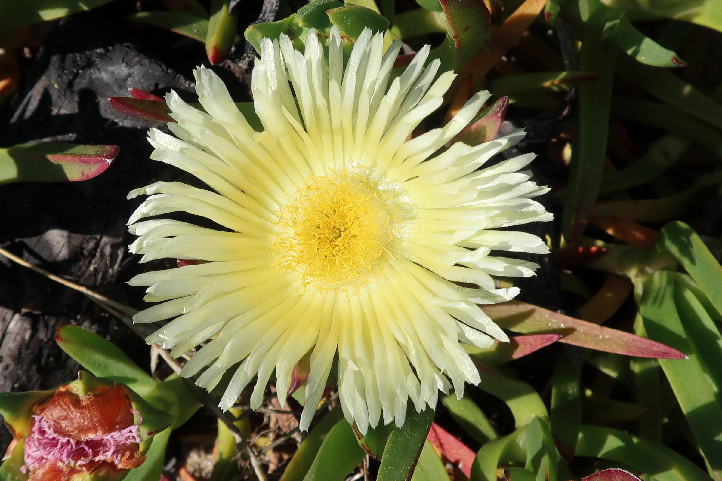 carpobrotus_edulis14md