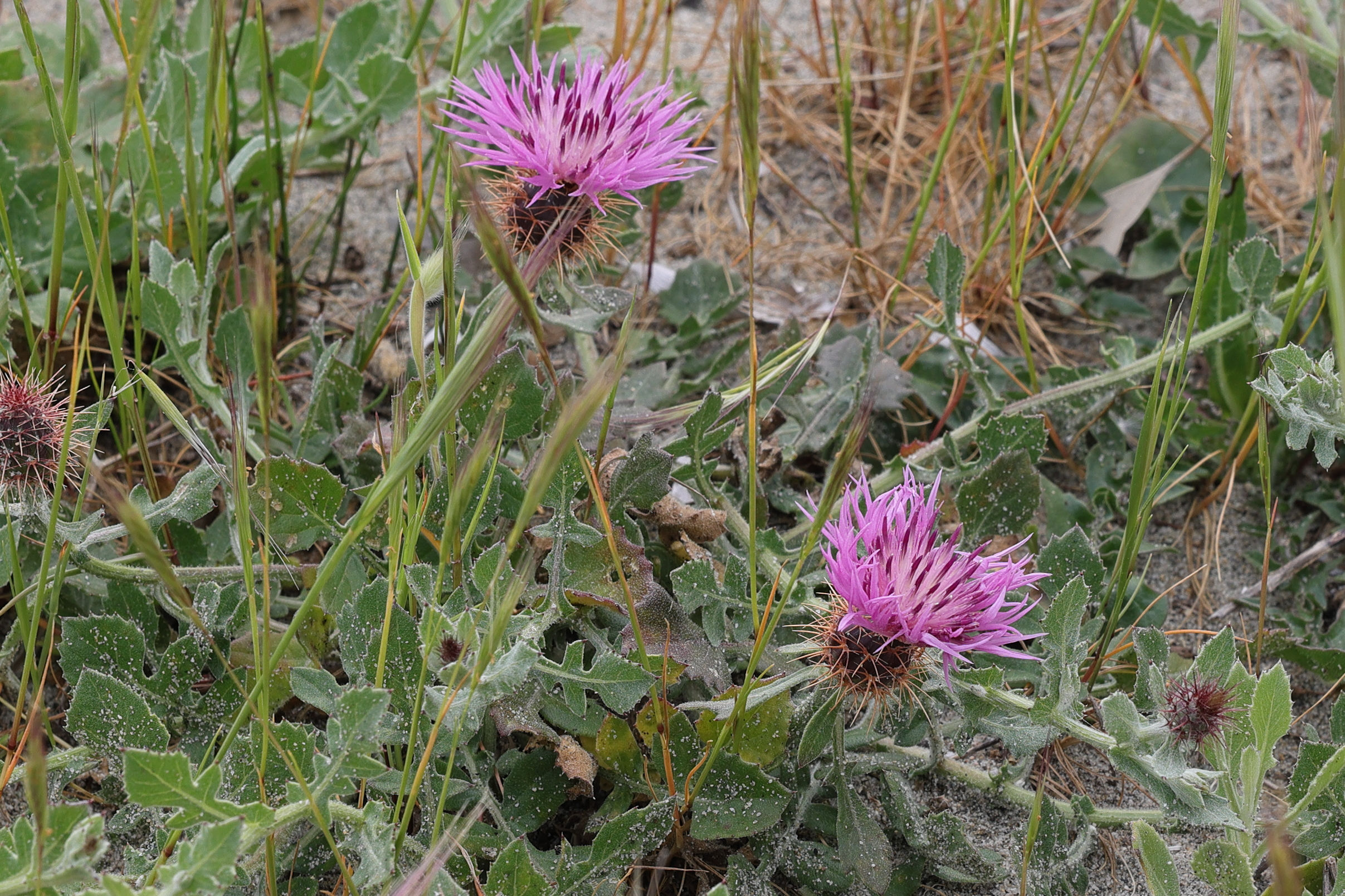 centaurea_sphaerocephala6md