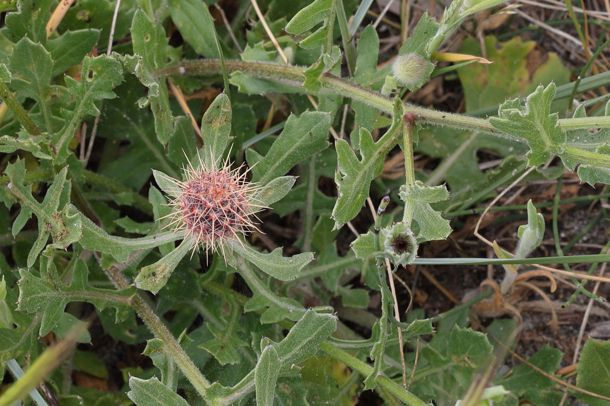 centaurea_sphaerocephala7md