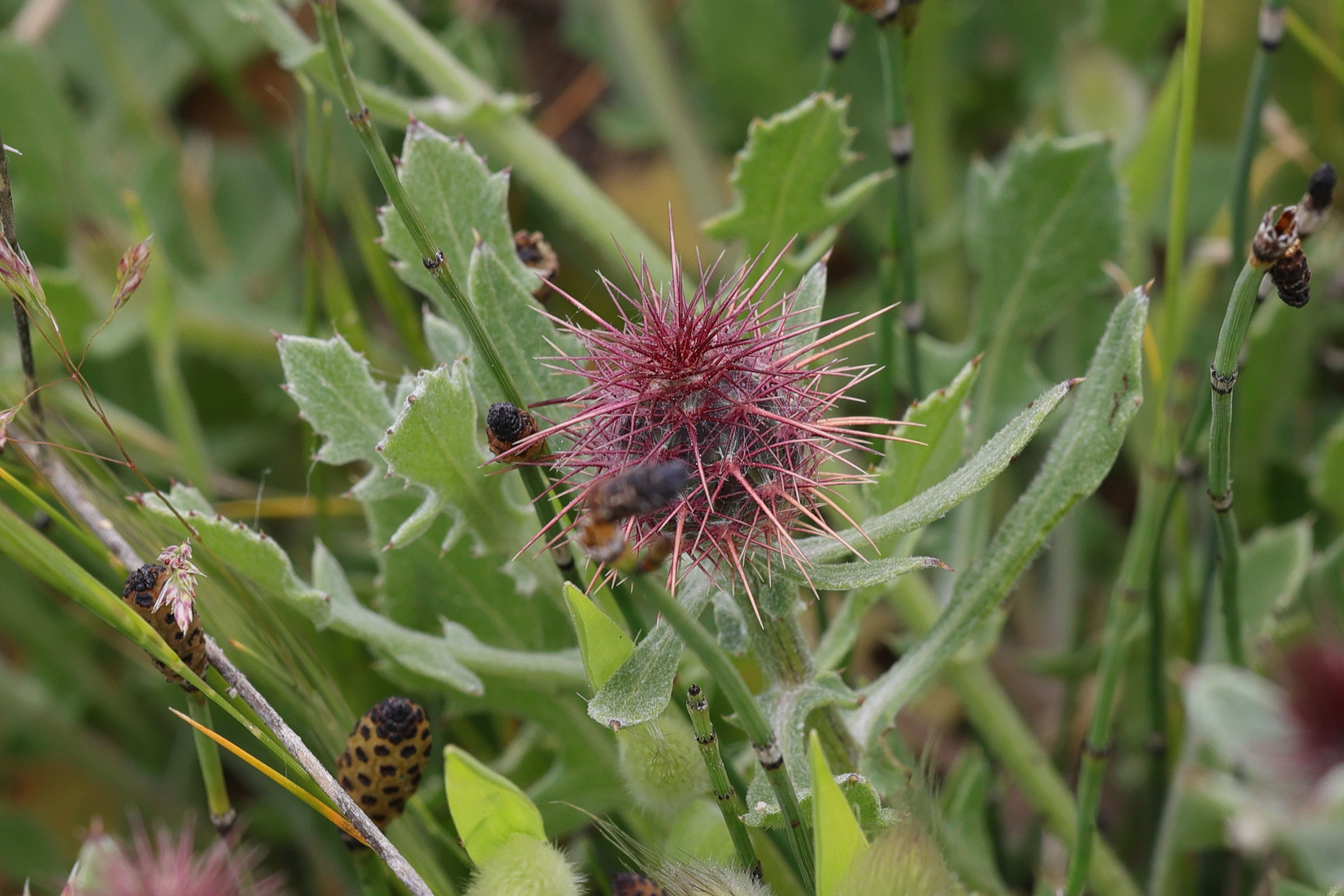 centaurea_sphaerocephala8md