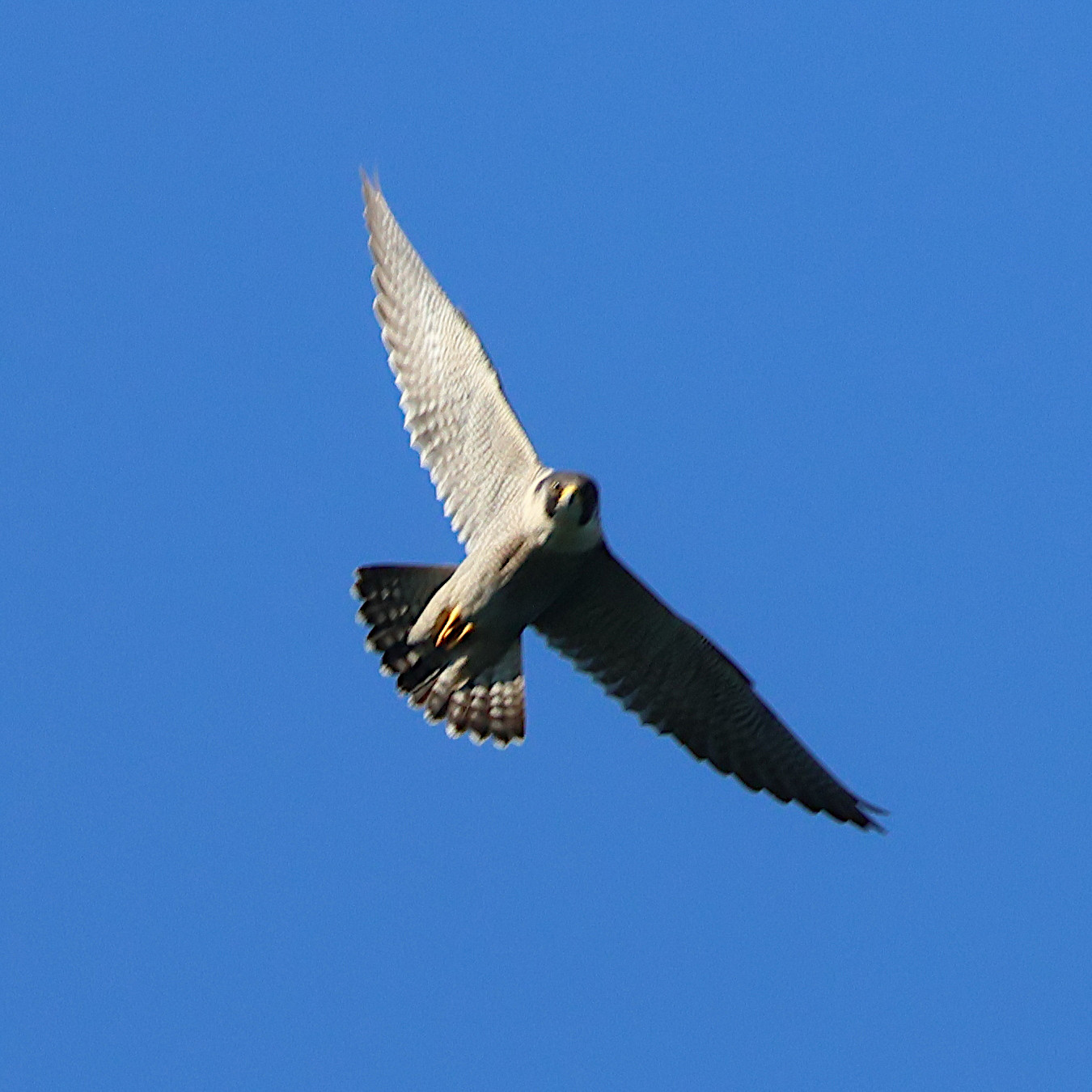 faucon_pelerin_-_falco_peregrinus7bd
