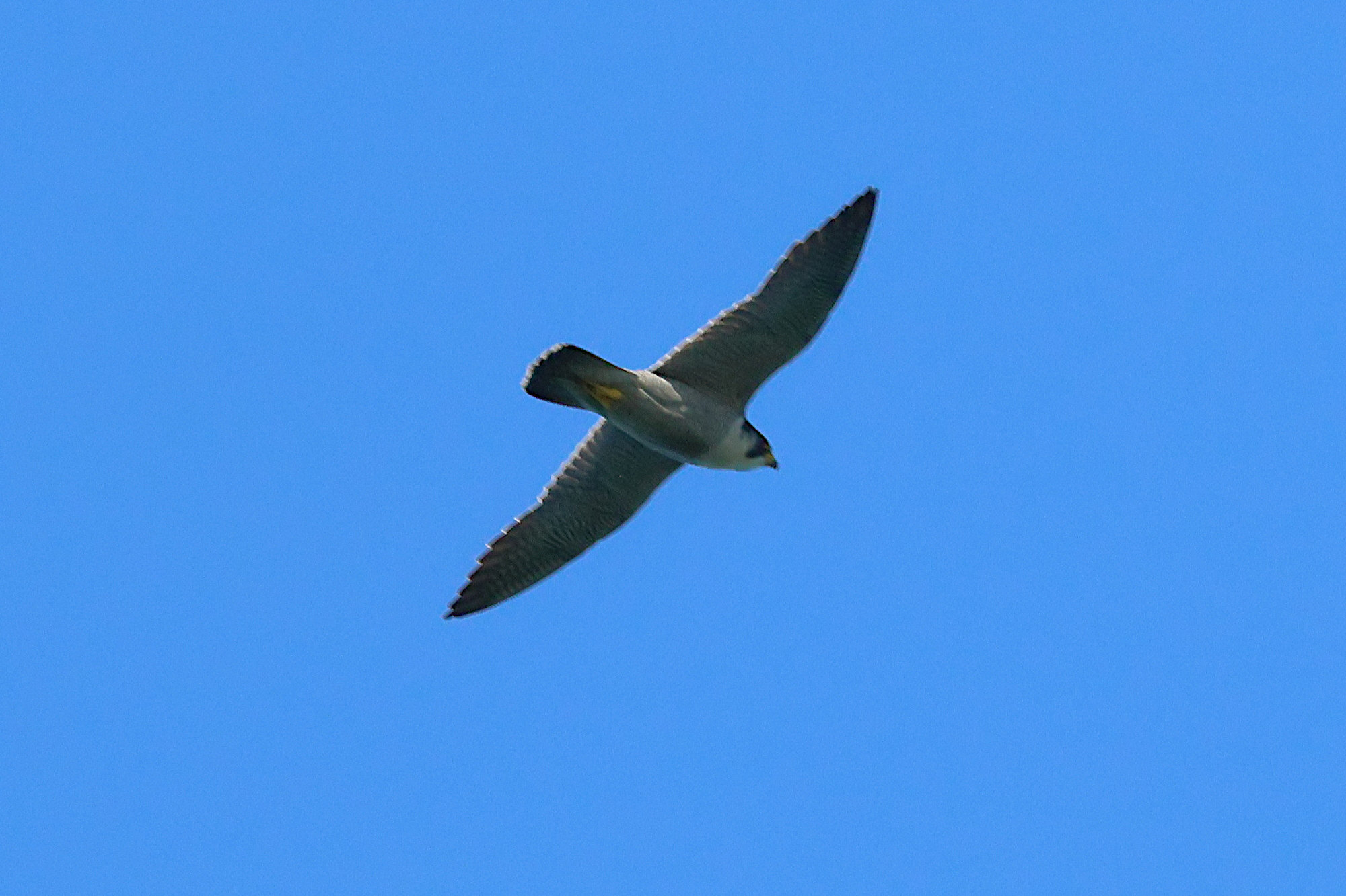 faucon_pelerin_-_falco_peregrinus8bd