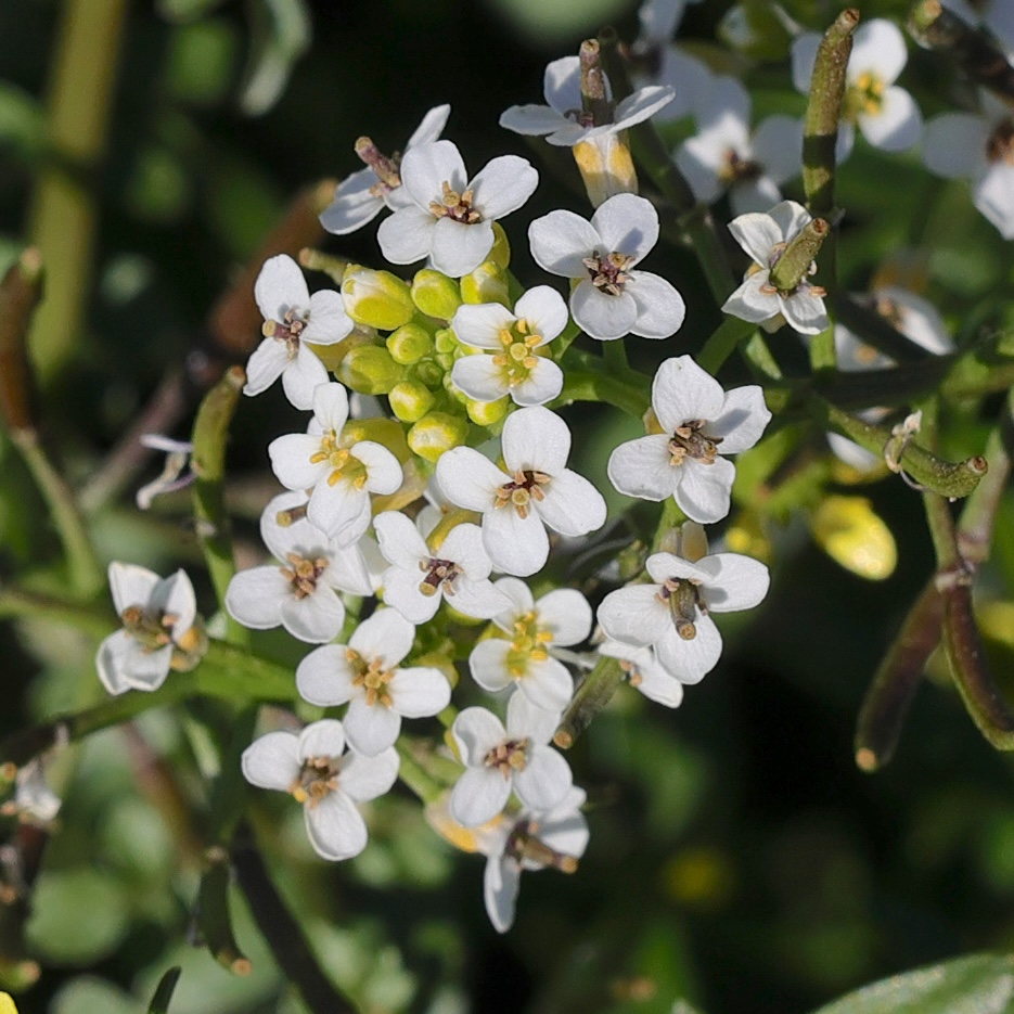 nasturtium_officinale8md