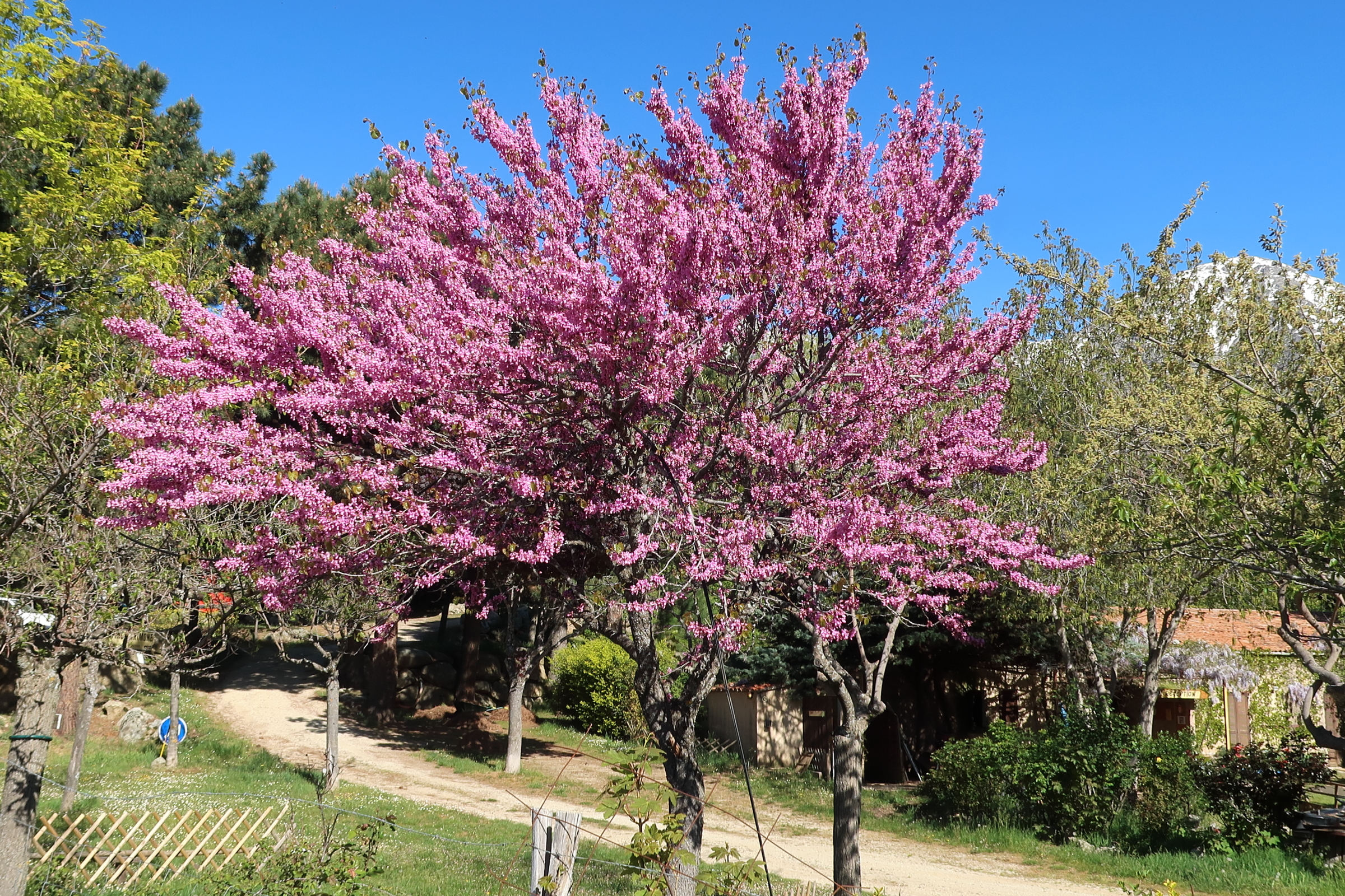 Afficher le média cercis_siliquastrum1md cercis_siliquastrum1md