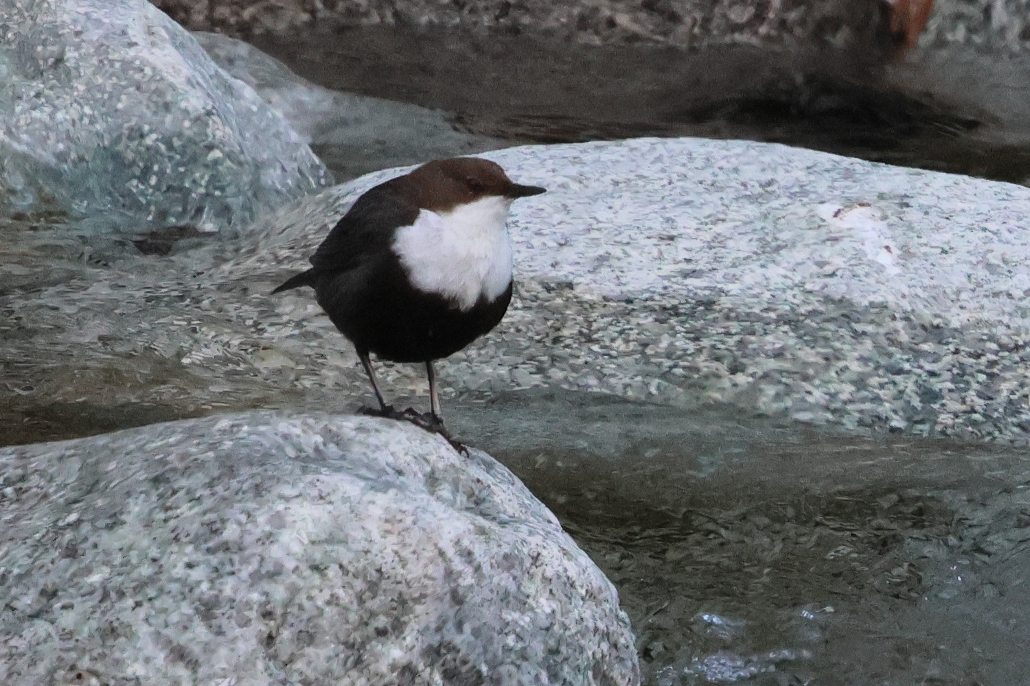 cincle_plongeur_-_cinclus_cinclus6bd