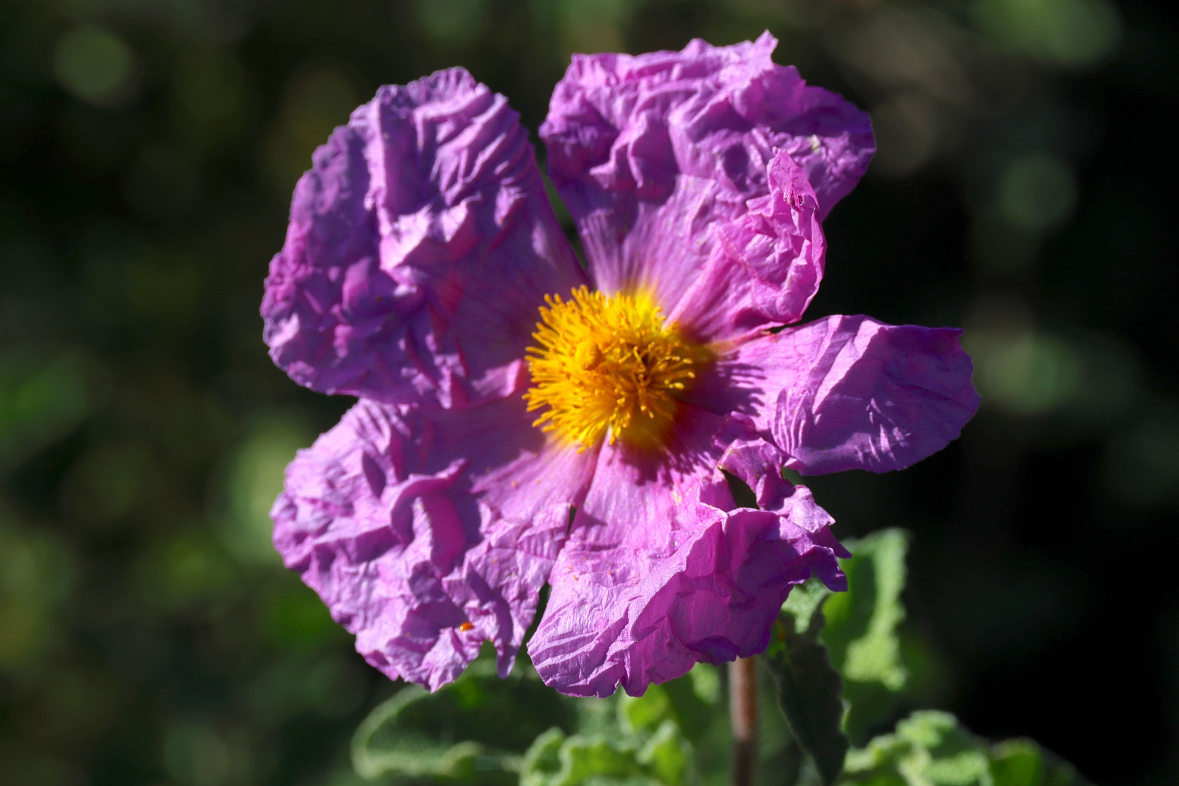 cistus_creticus3md