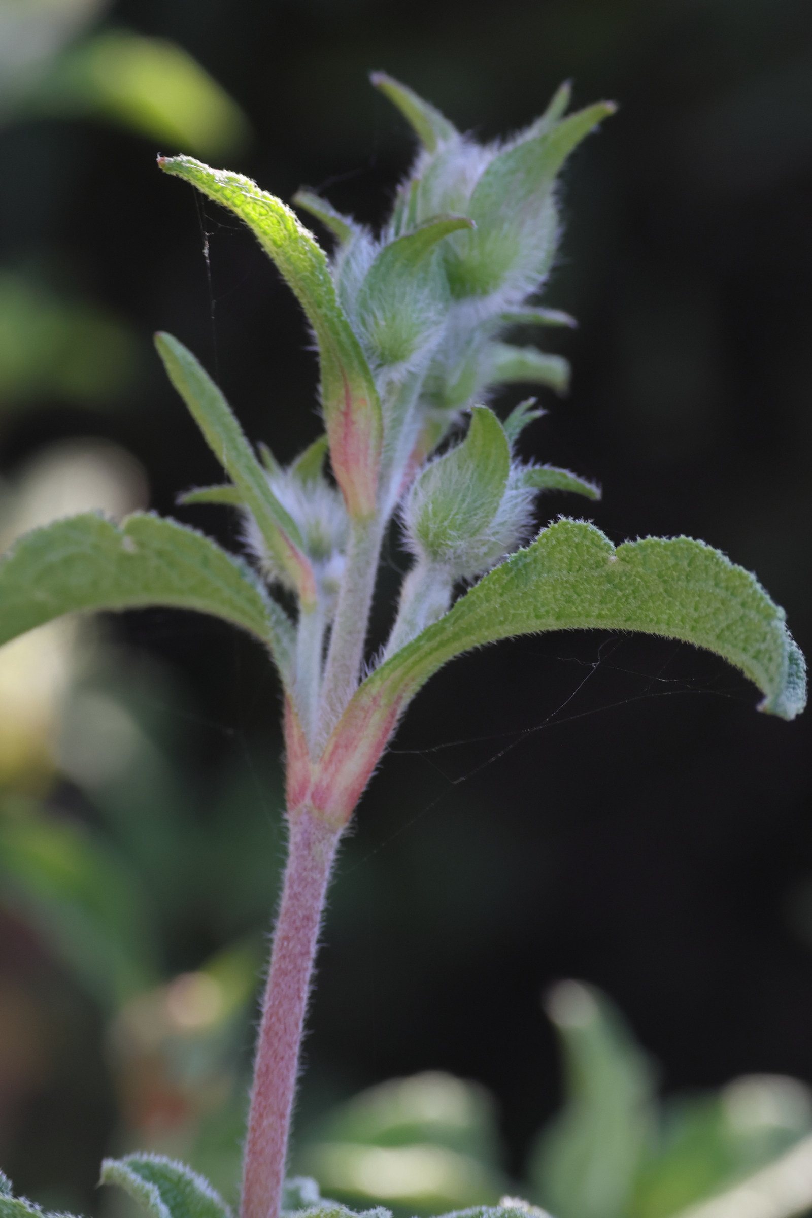 cistus_creticus4md