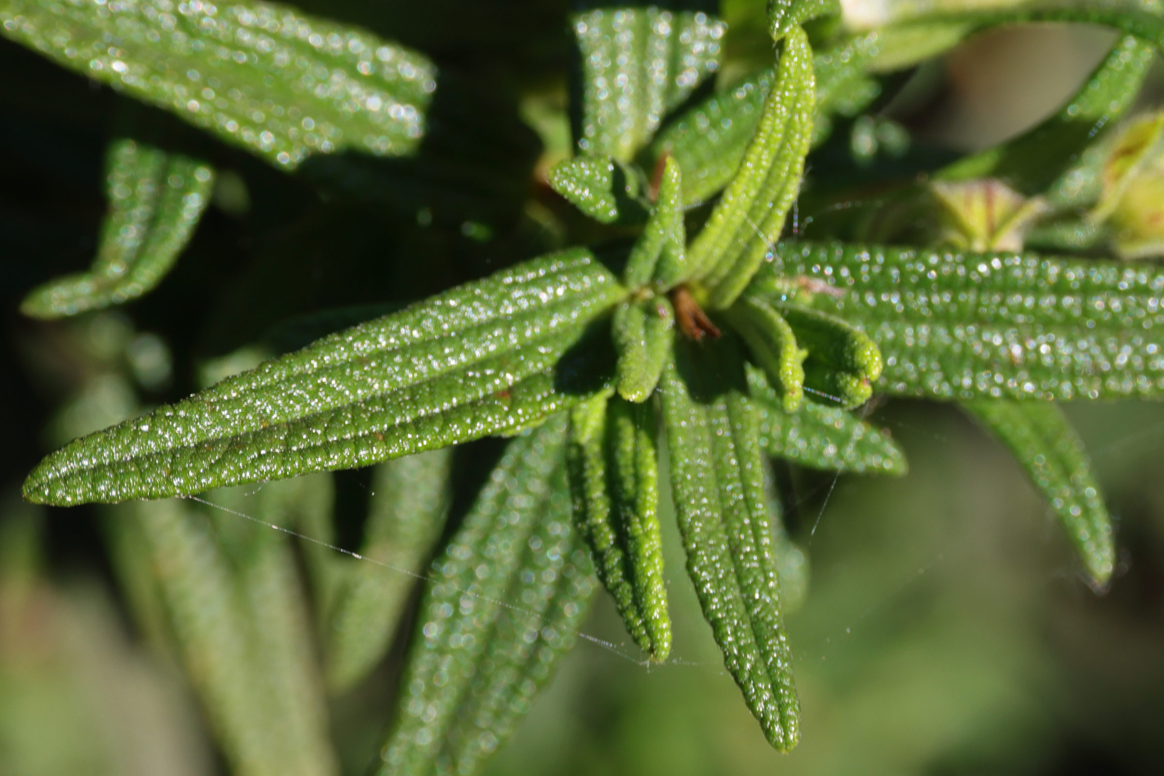 cistus_monspeliensis5md