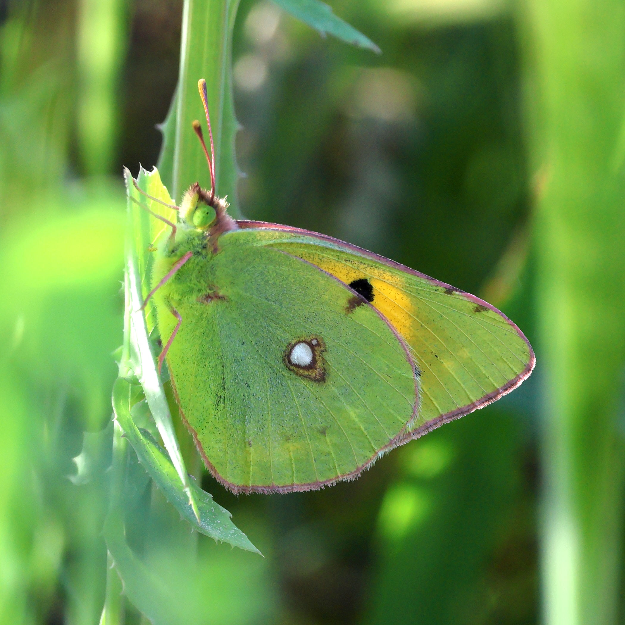 colias_croceus2bd
