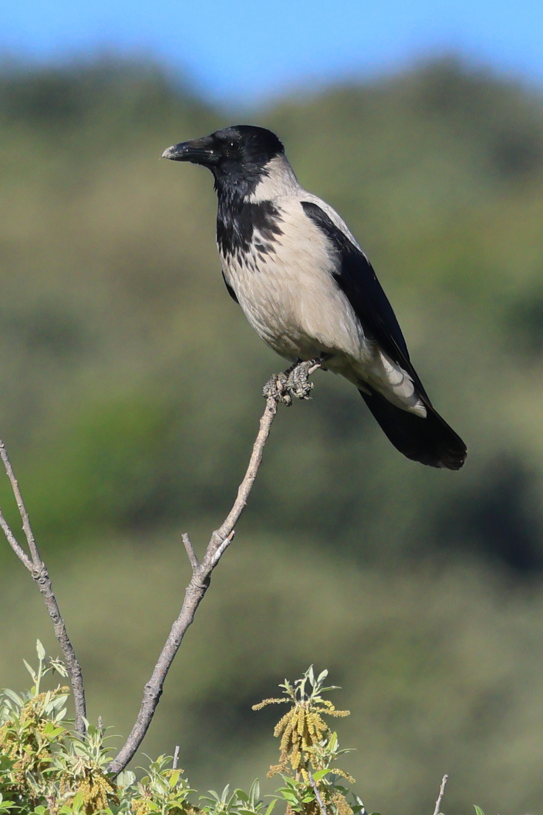 corneille_mantelee_-_corvus_cornix2bd