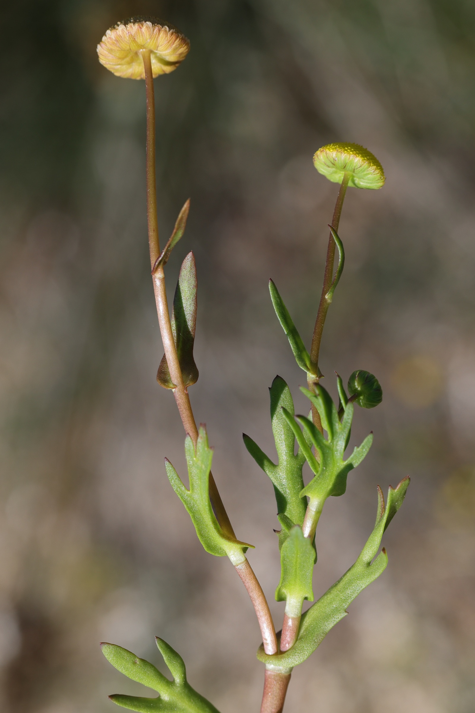 cotula_coronopifolia5md