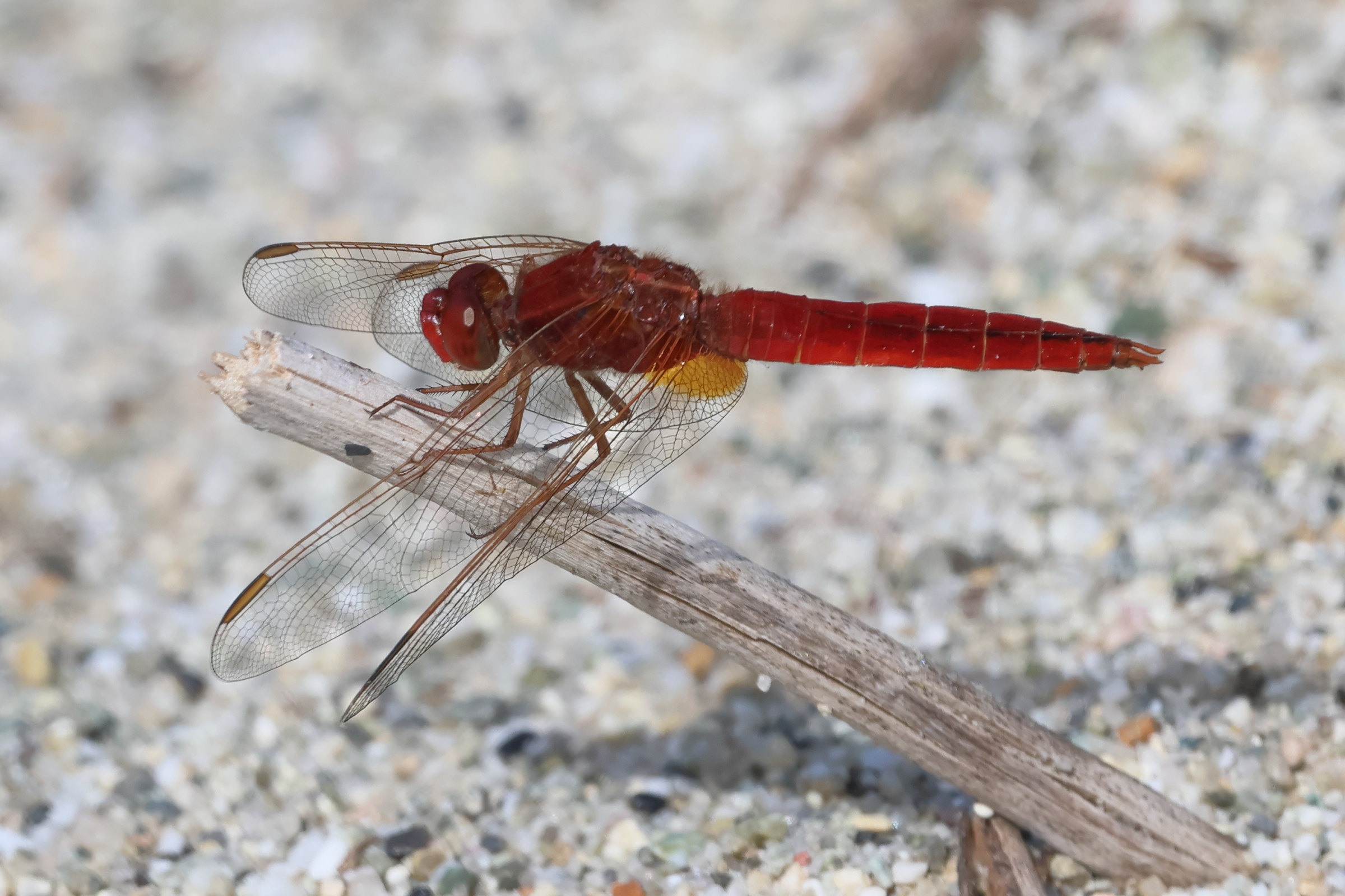 crocothemis_erythraea6bd