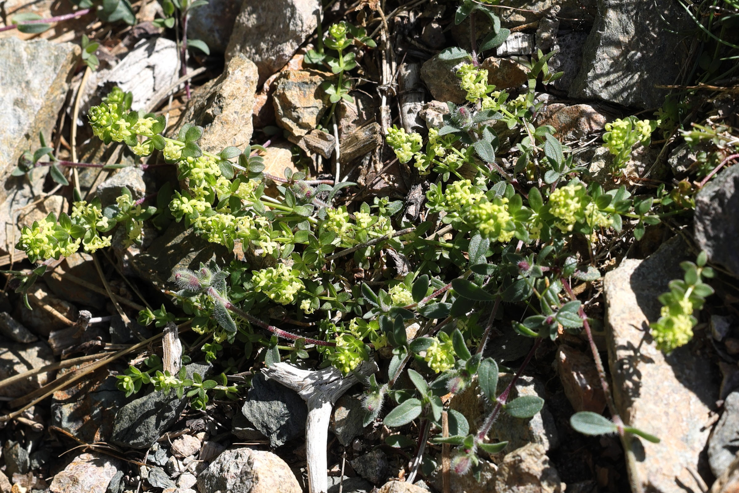 cruciata_glabra3md