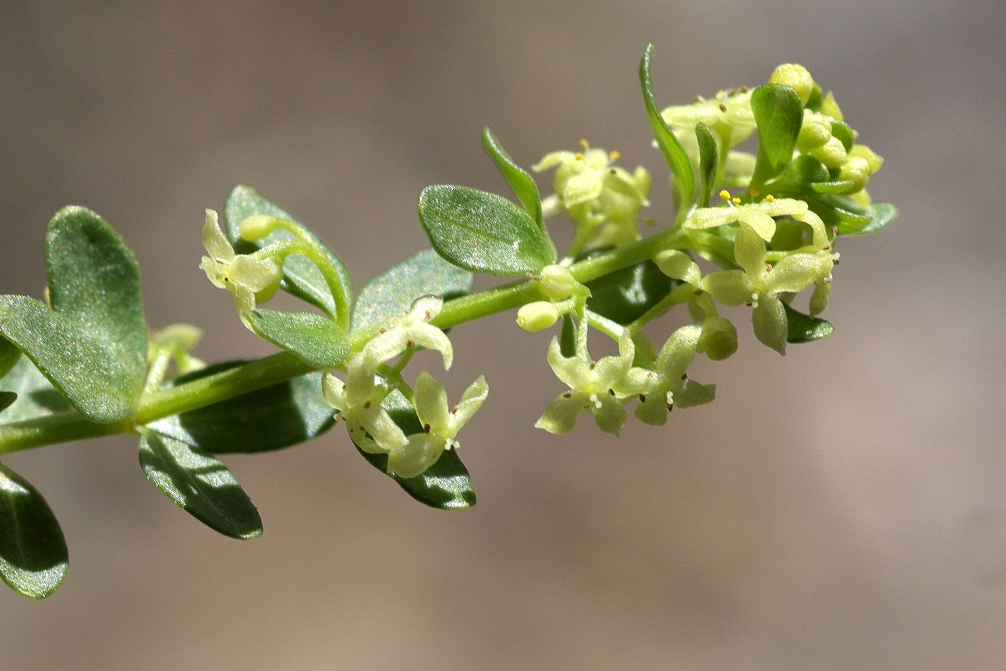 cruciata_glabra4md