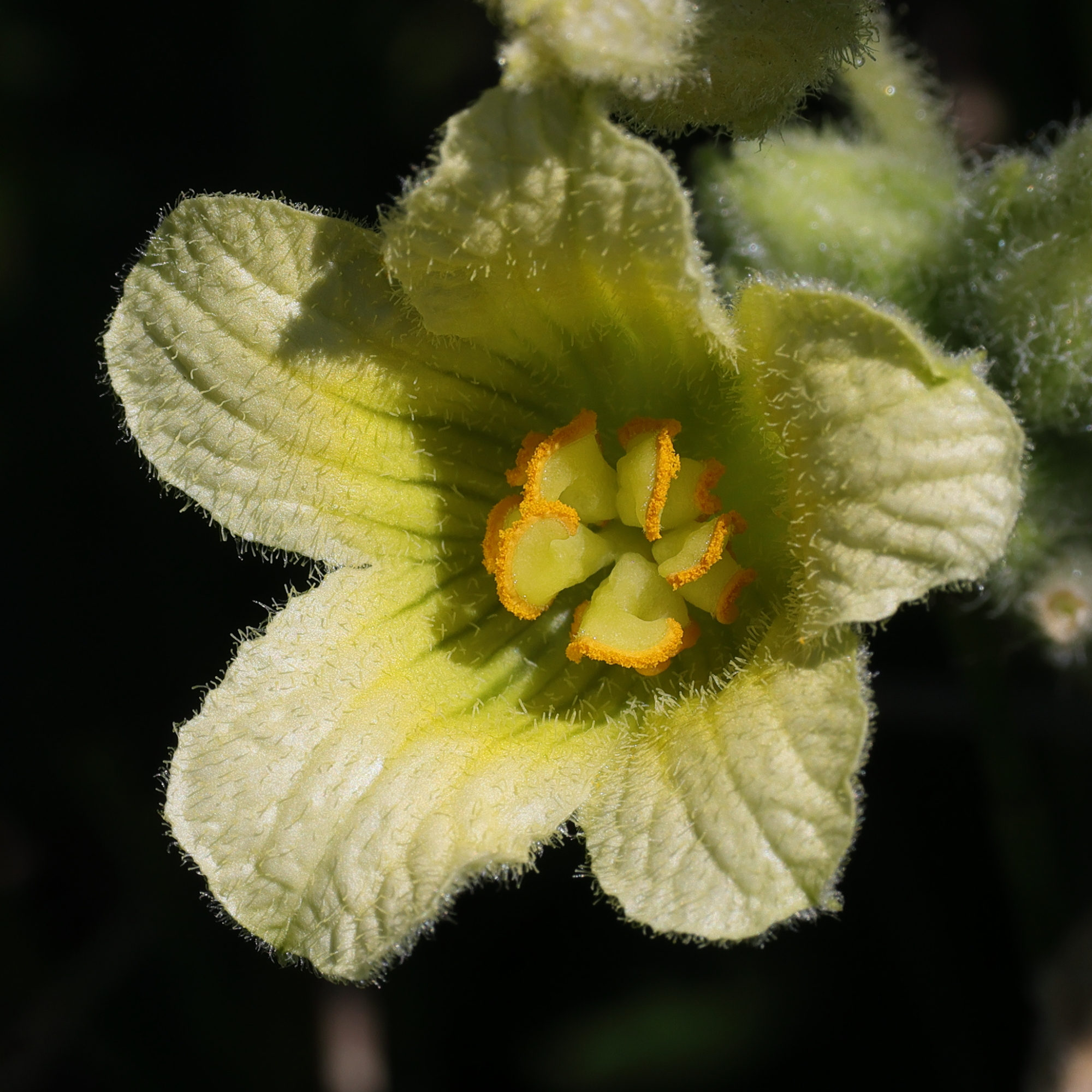 ecballium_elaterium4md