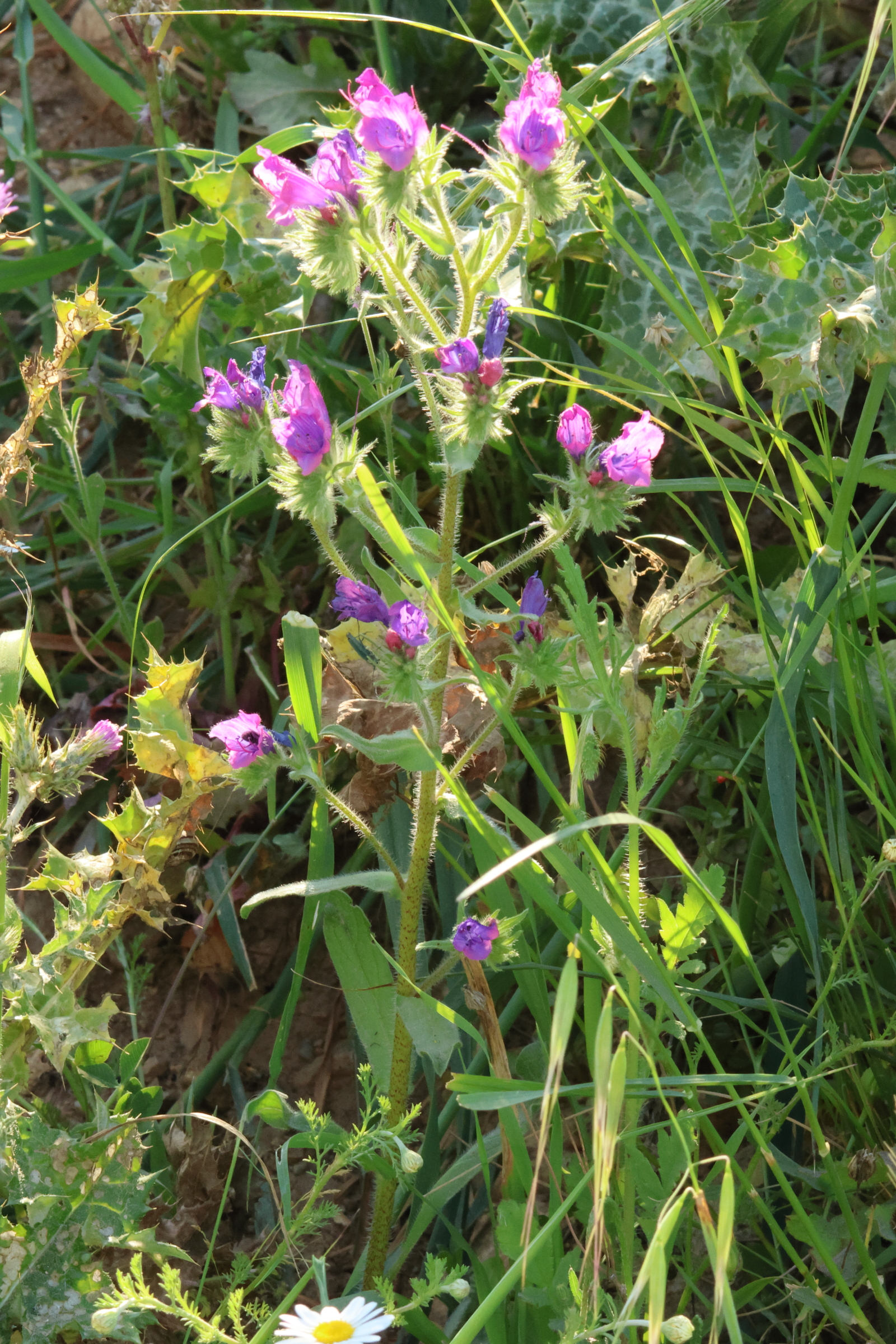 echium_plantagineum6md