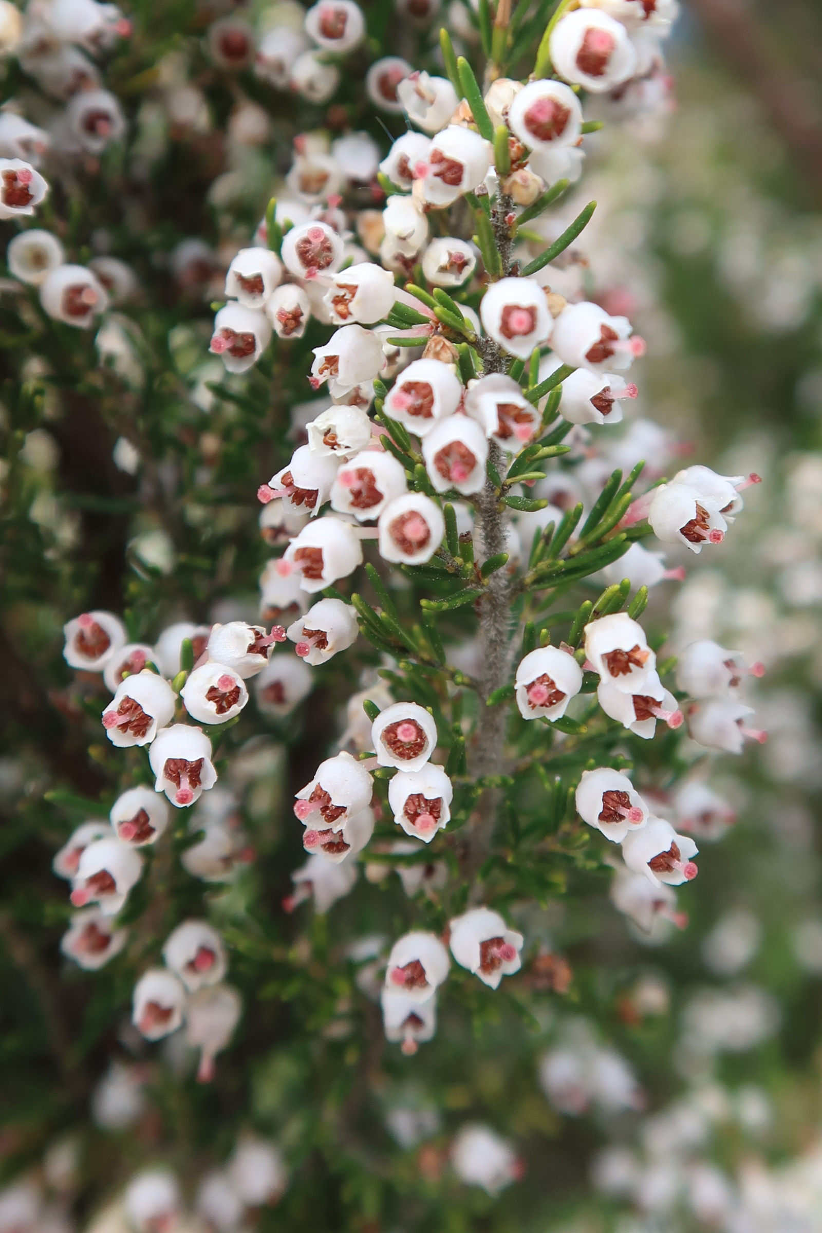 erica_arborea5md
