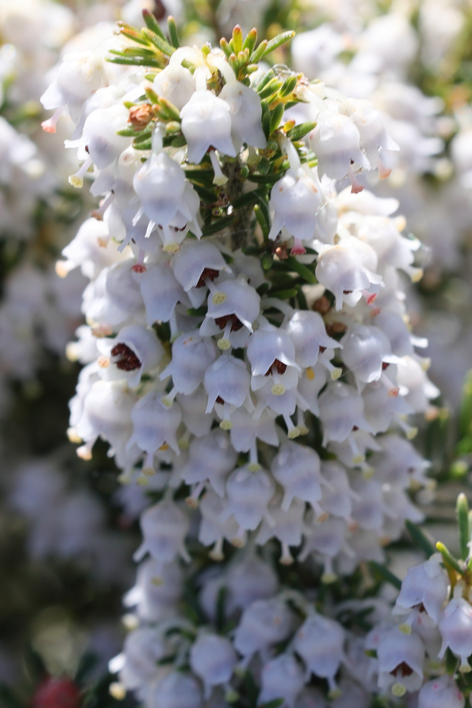 erica_arborea6md