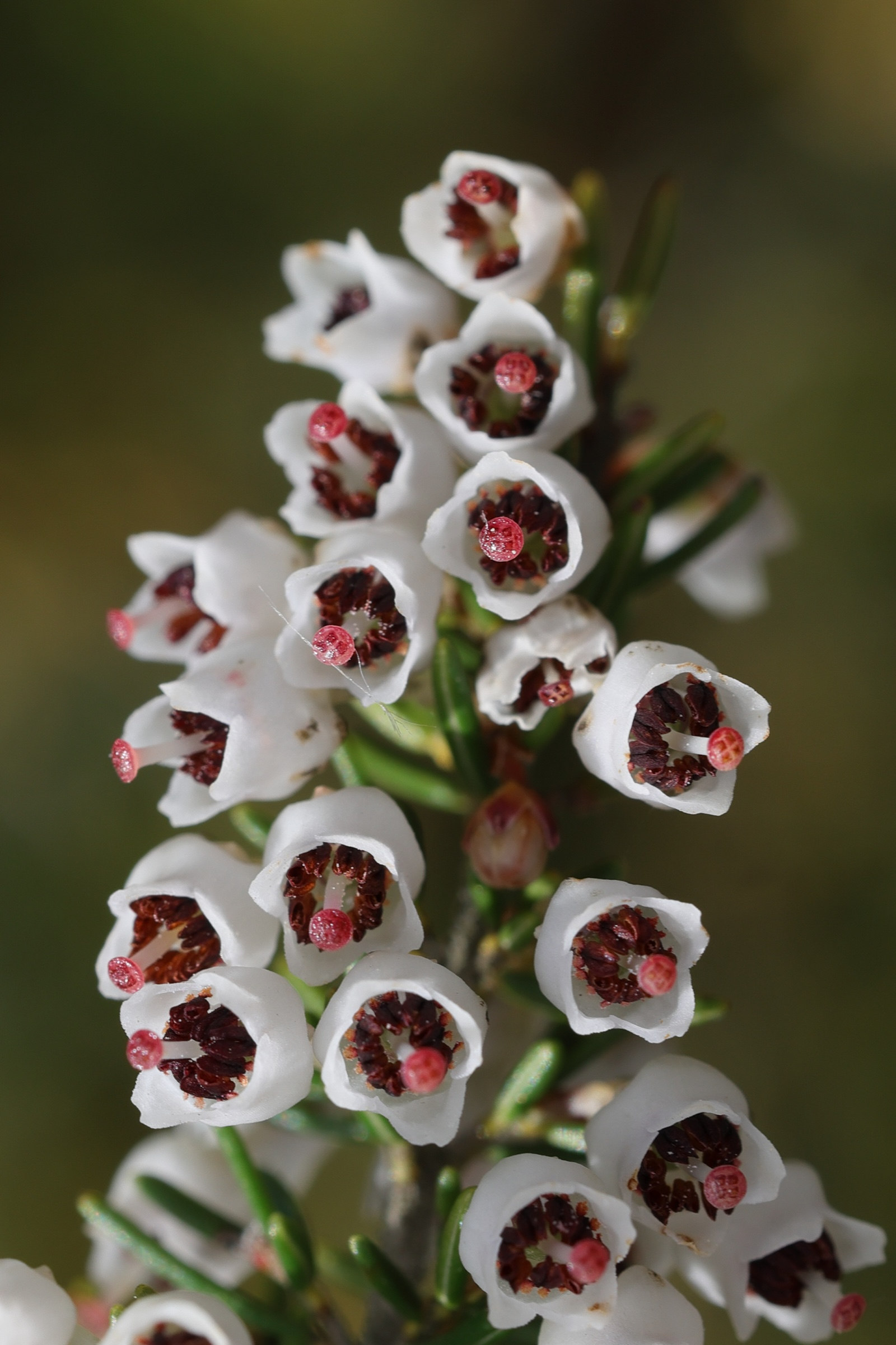 erica_arborea7md