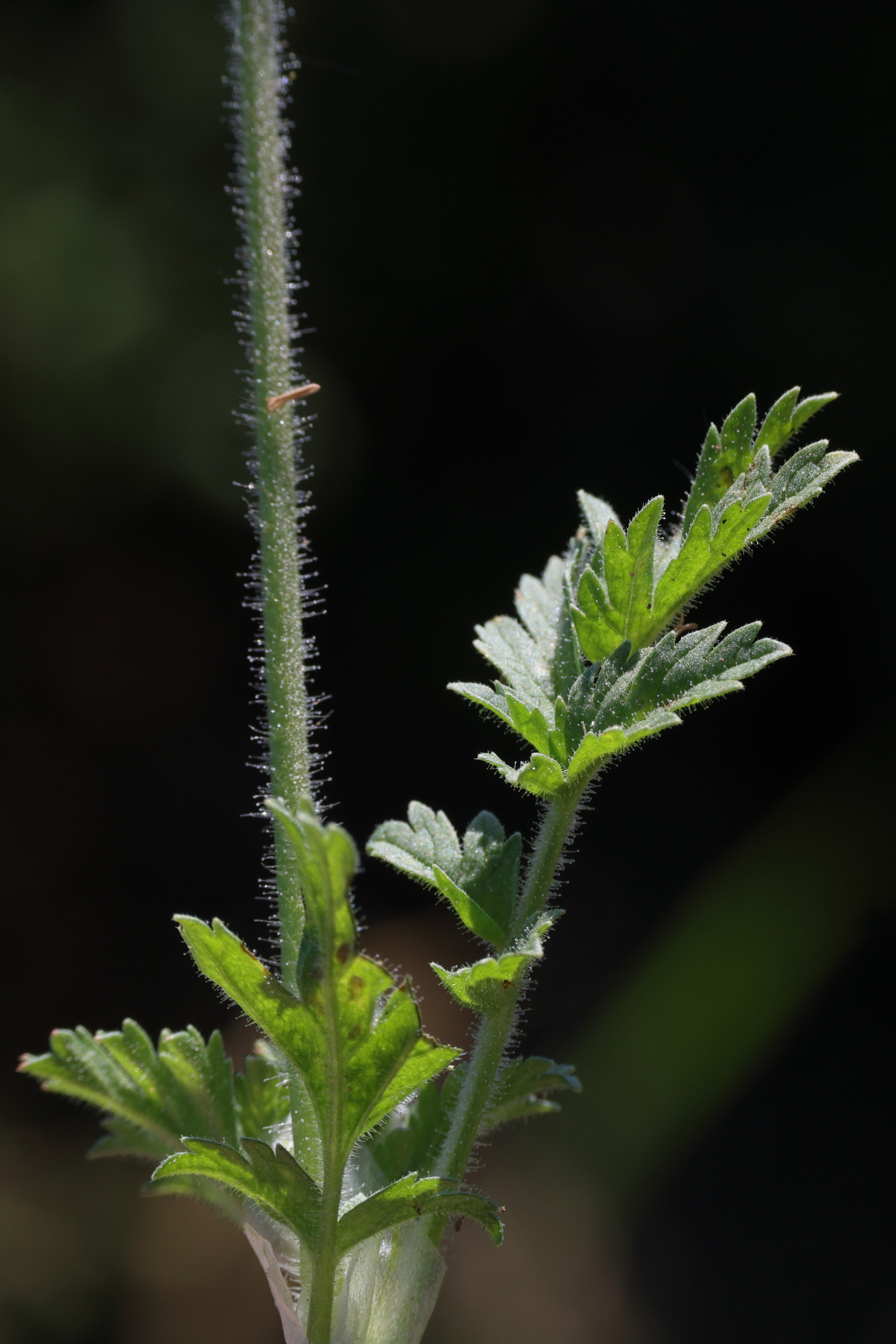 erodium_moschatum10md