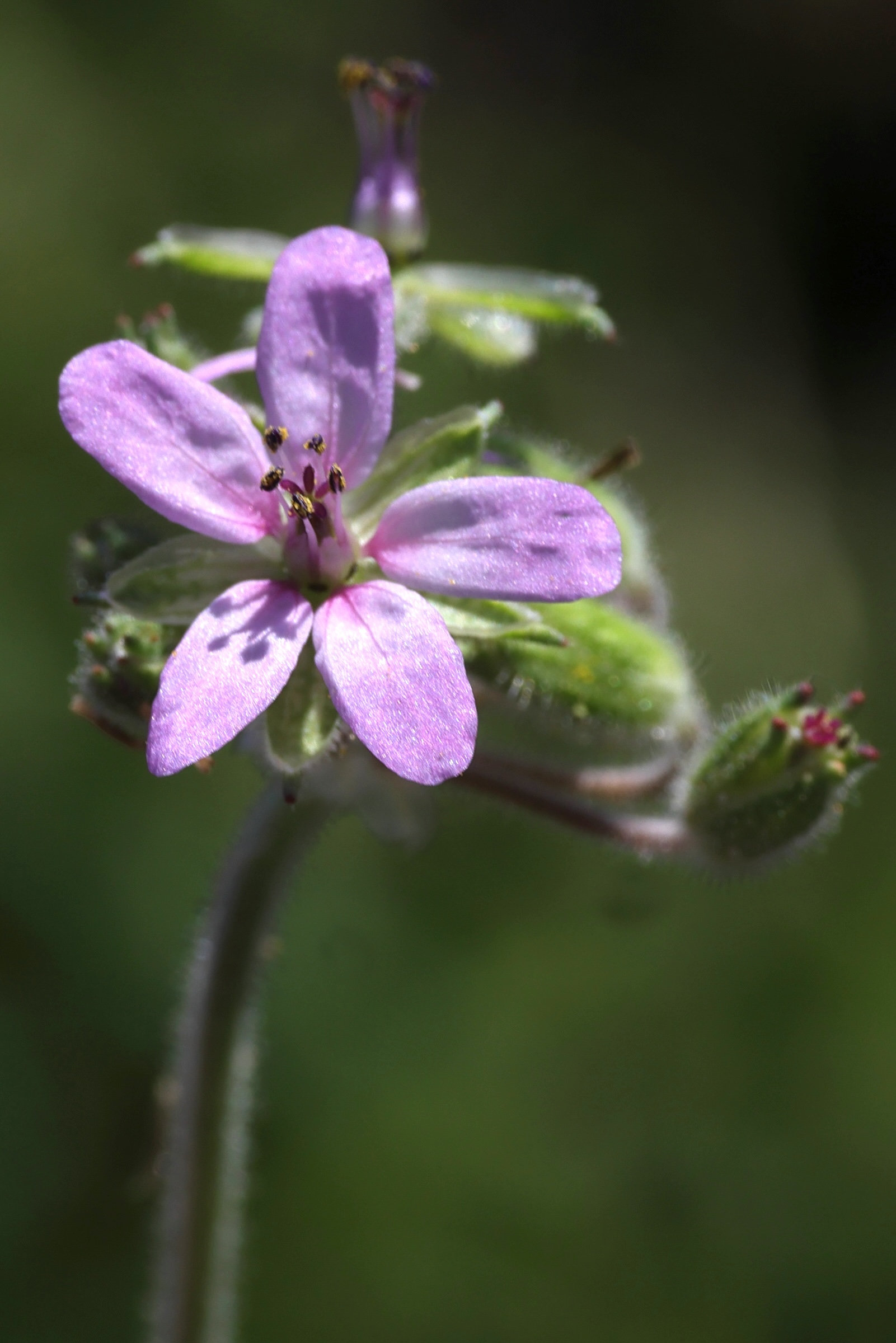 erodium_moschatum11md