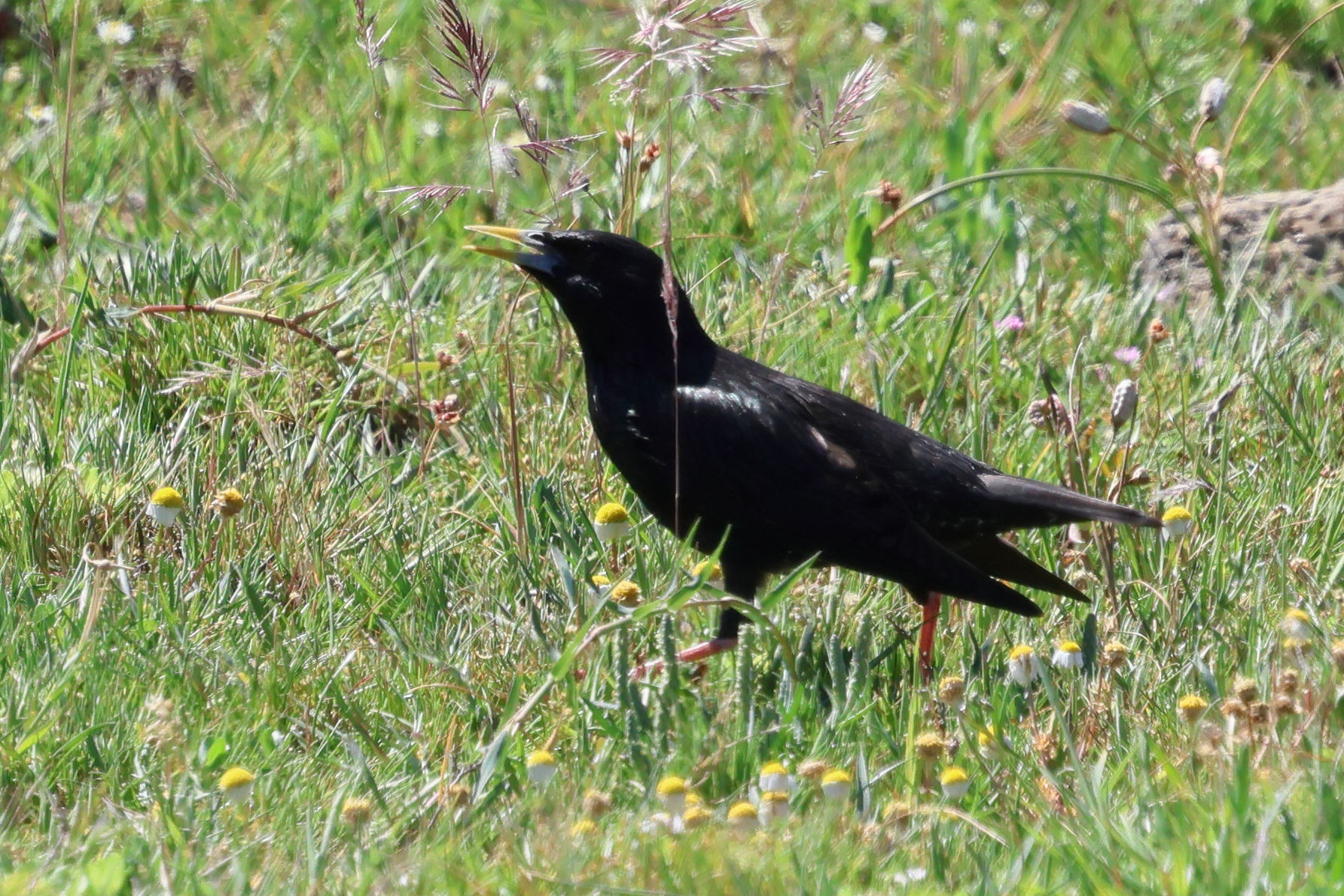 etourneau_unicolore_-_sturnus_unicolor6bd