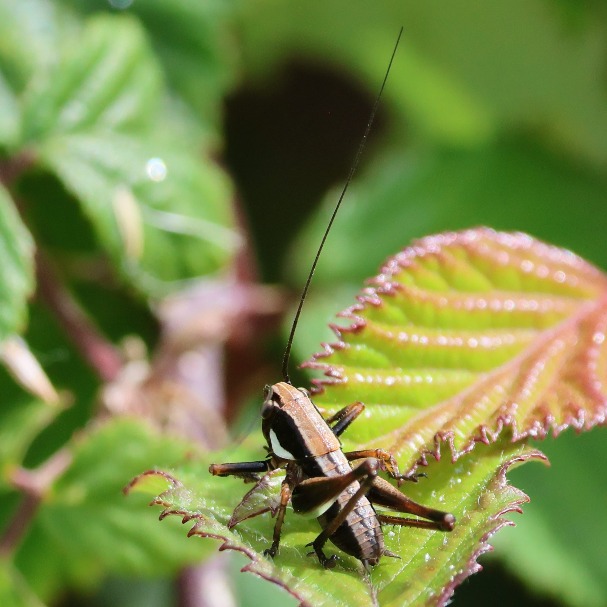 eupholidoptera_chabrieri_juv1md