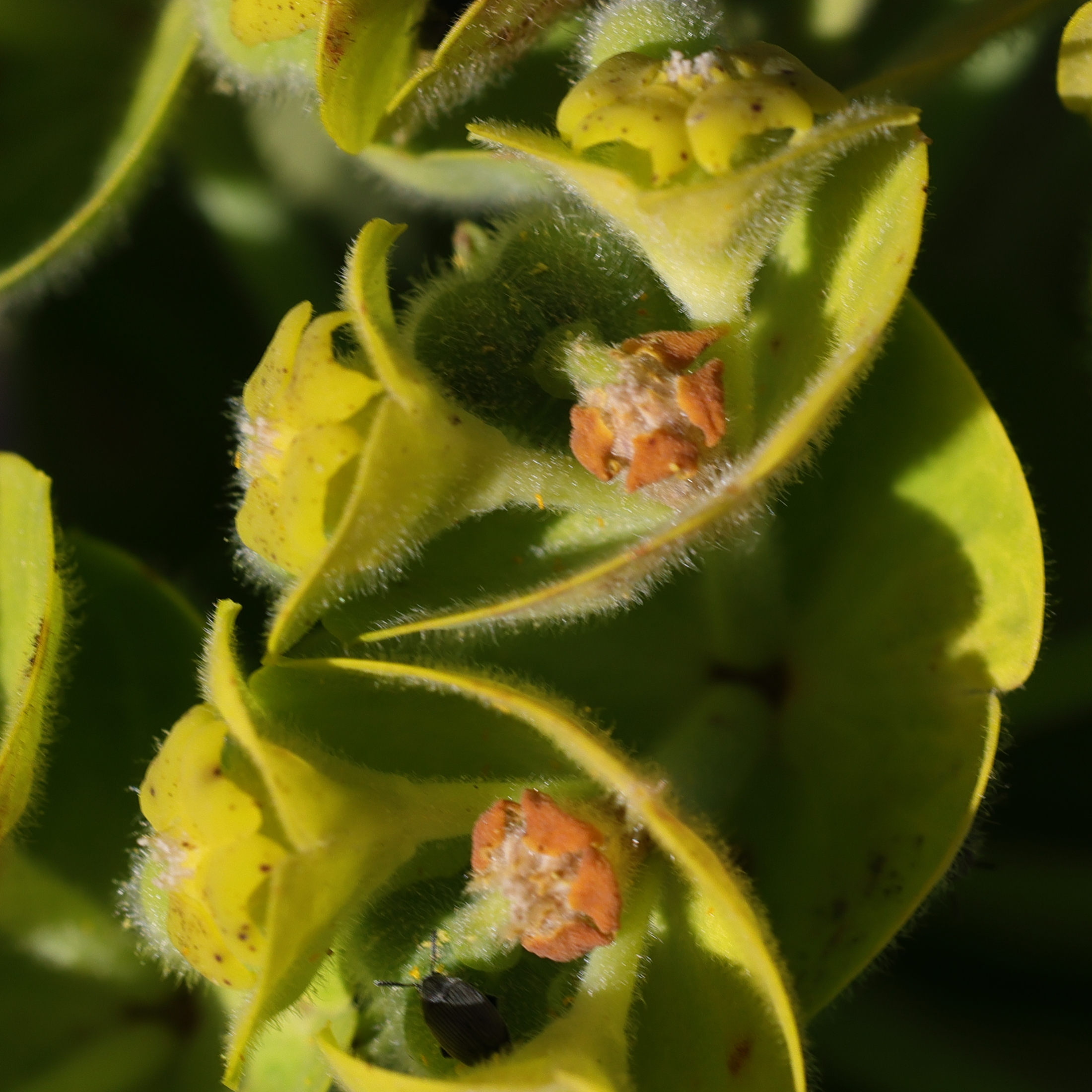 euphorbia_characias2amd