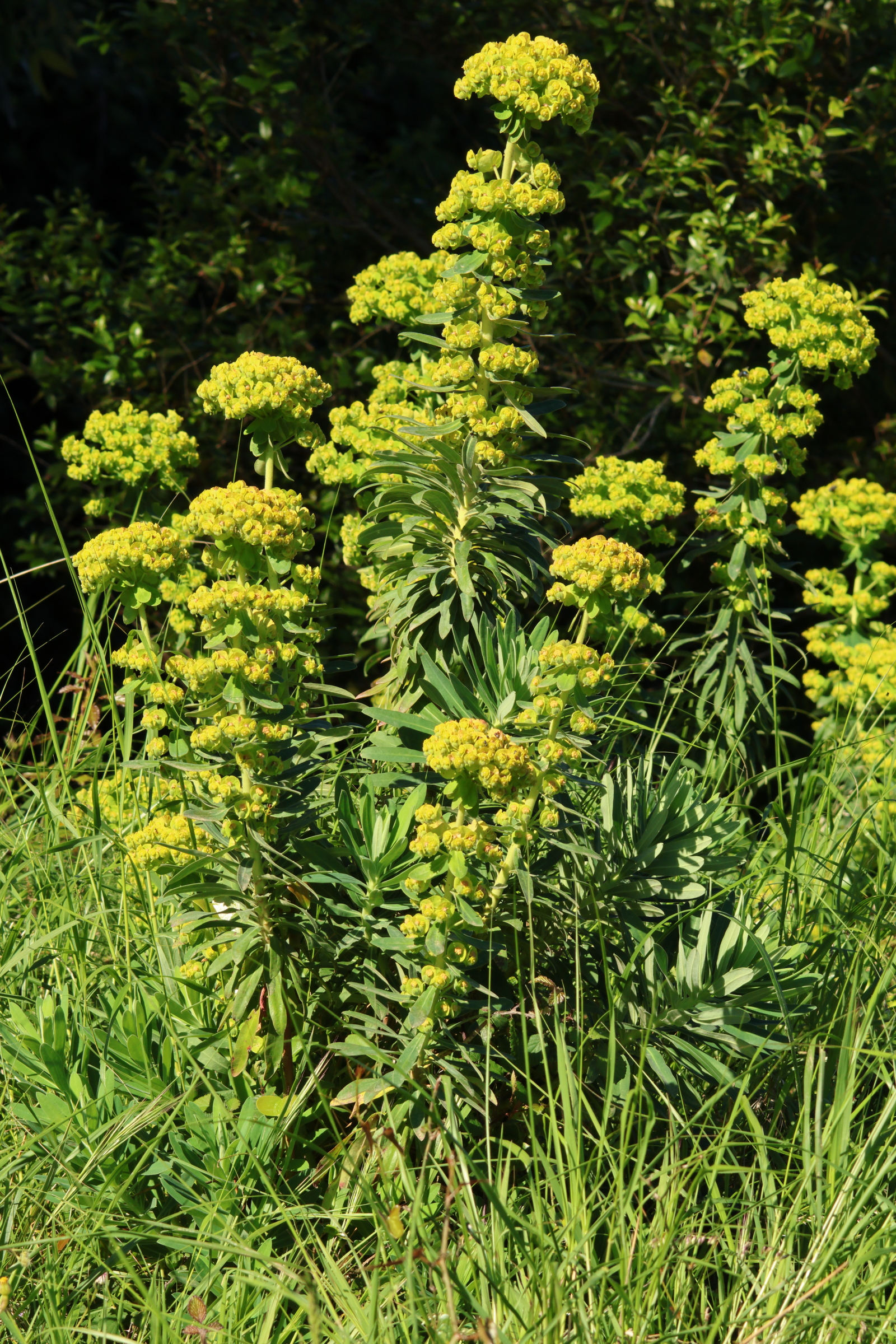 euphorbia_characias7md