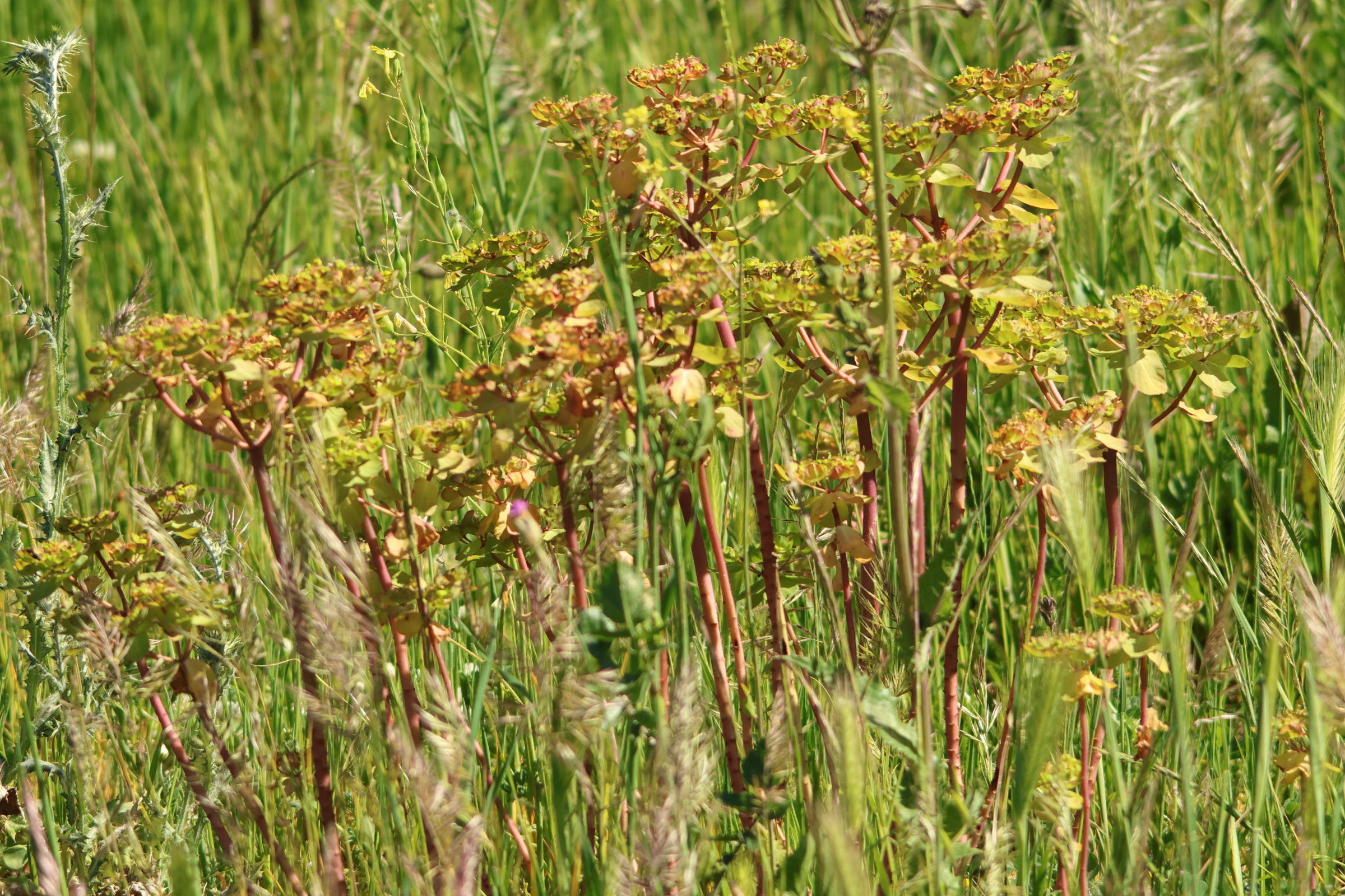 euphorbia_helioscopa4md