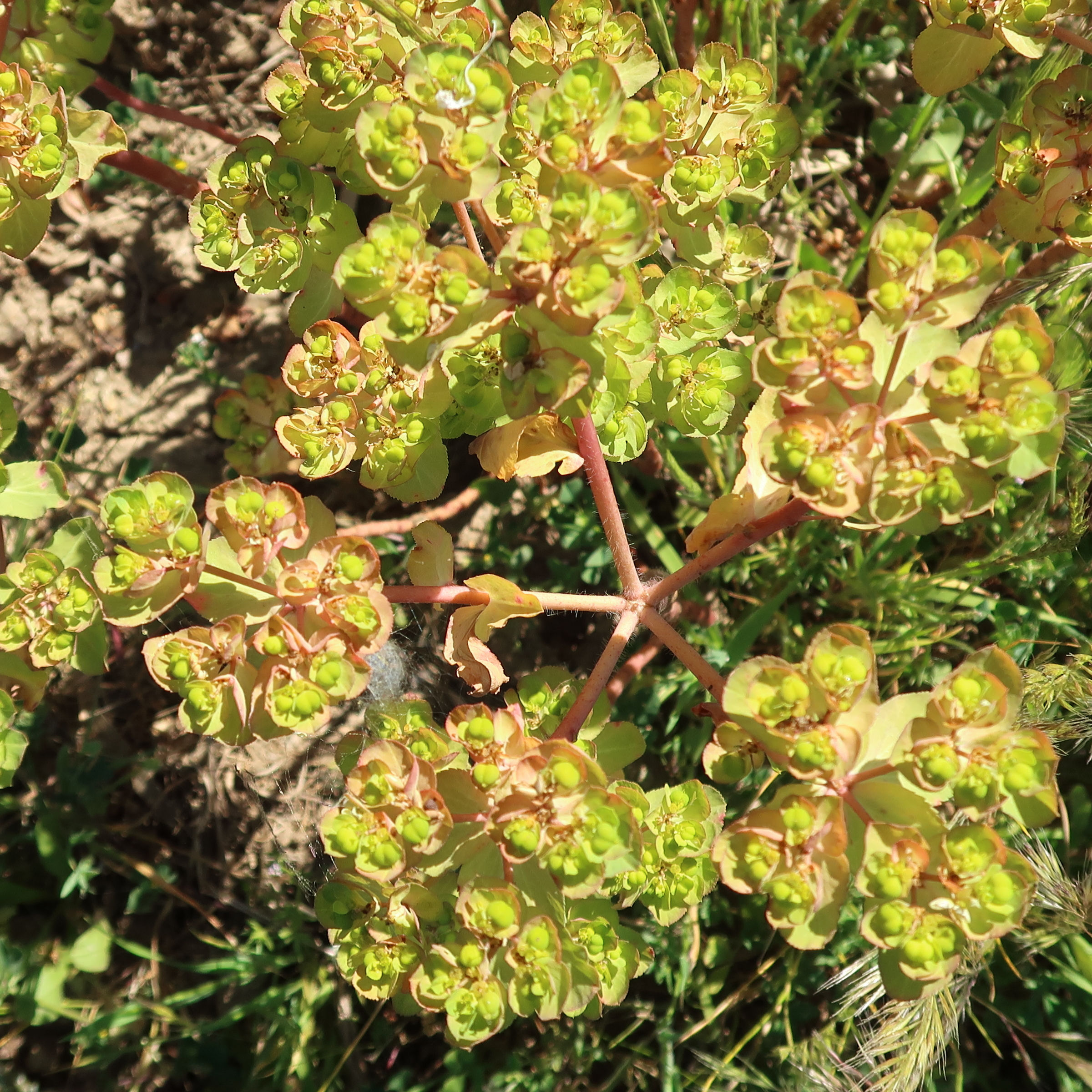 euphorbia_helioscopa5md