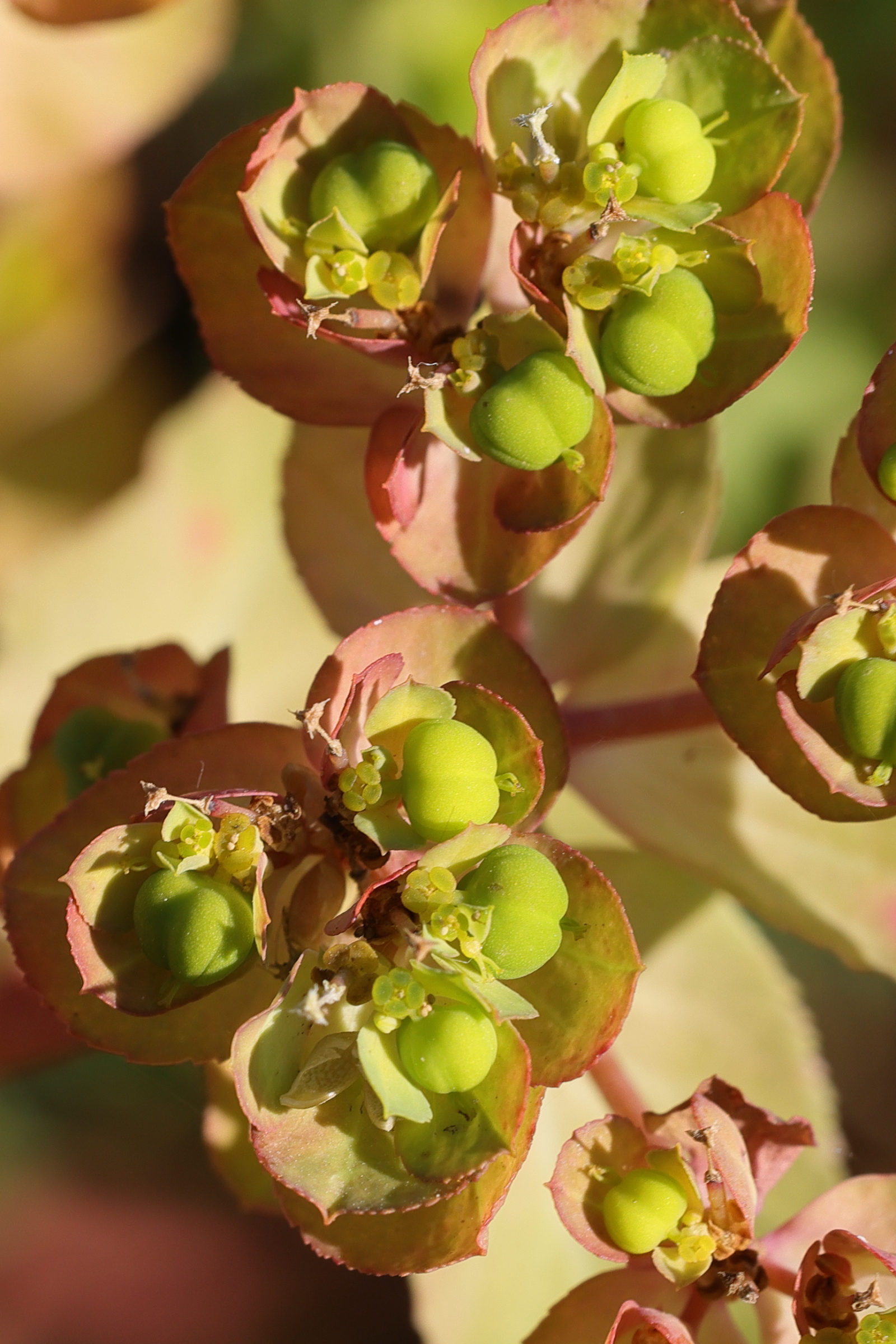 euphorbia_helioscopa6md