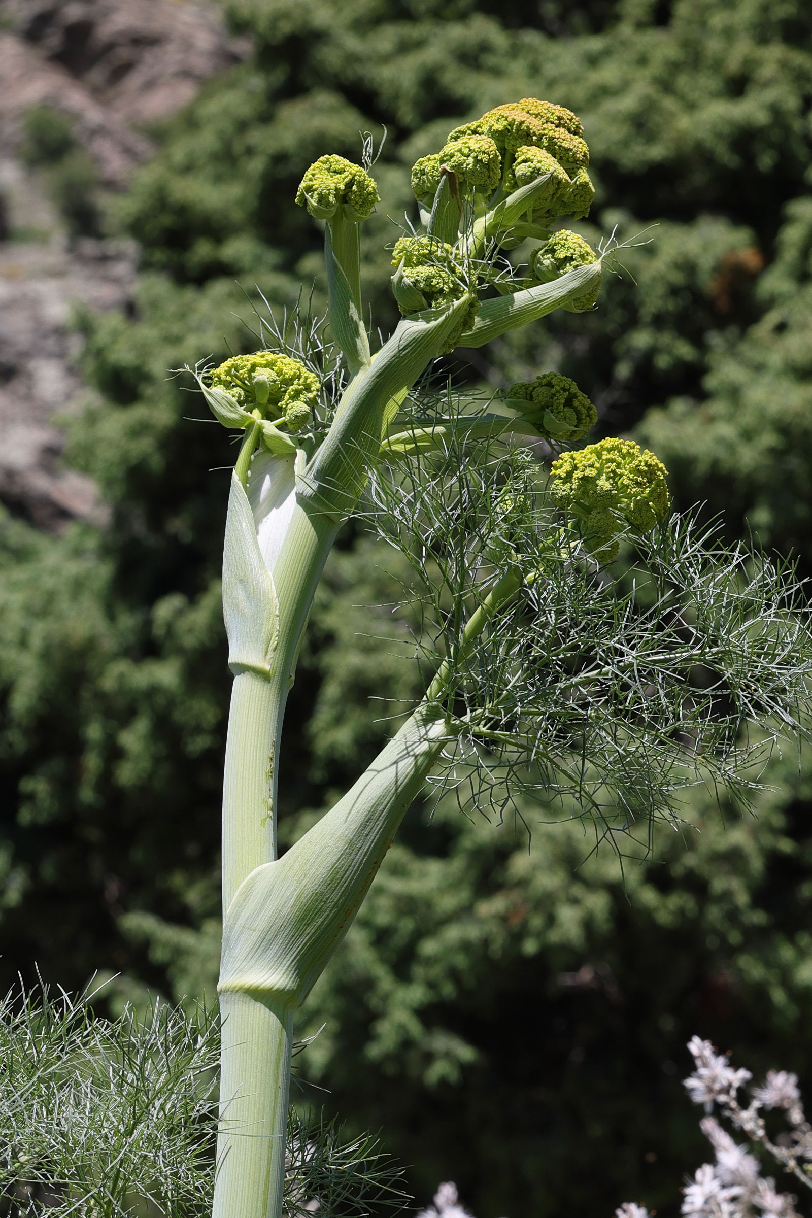ferula_communis12md