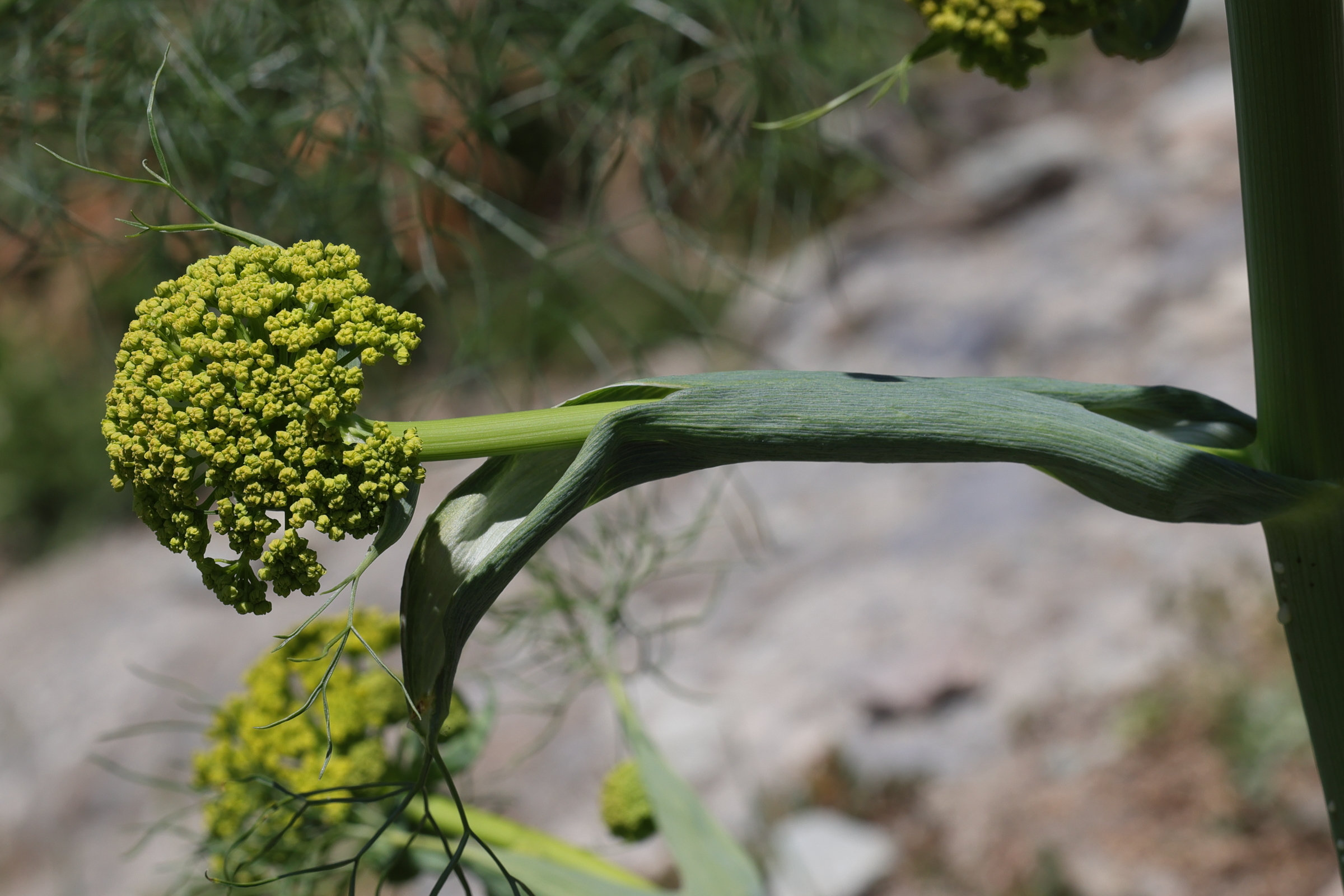 ferula_communis13md