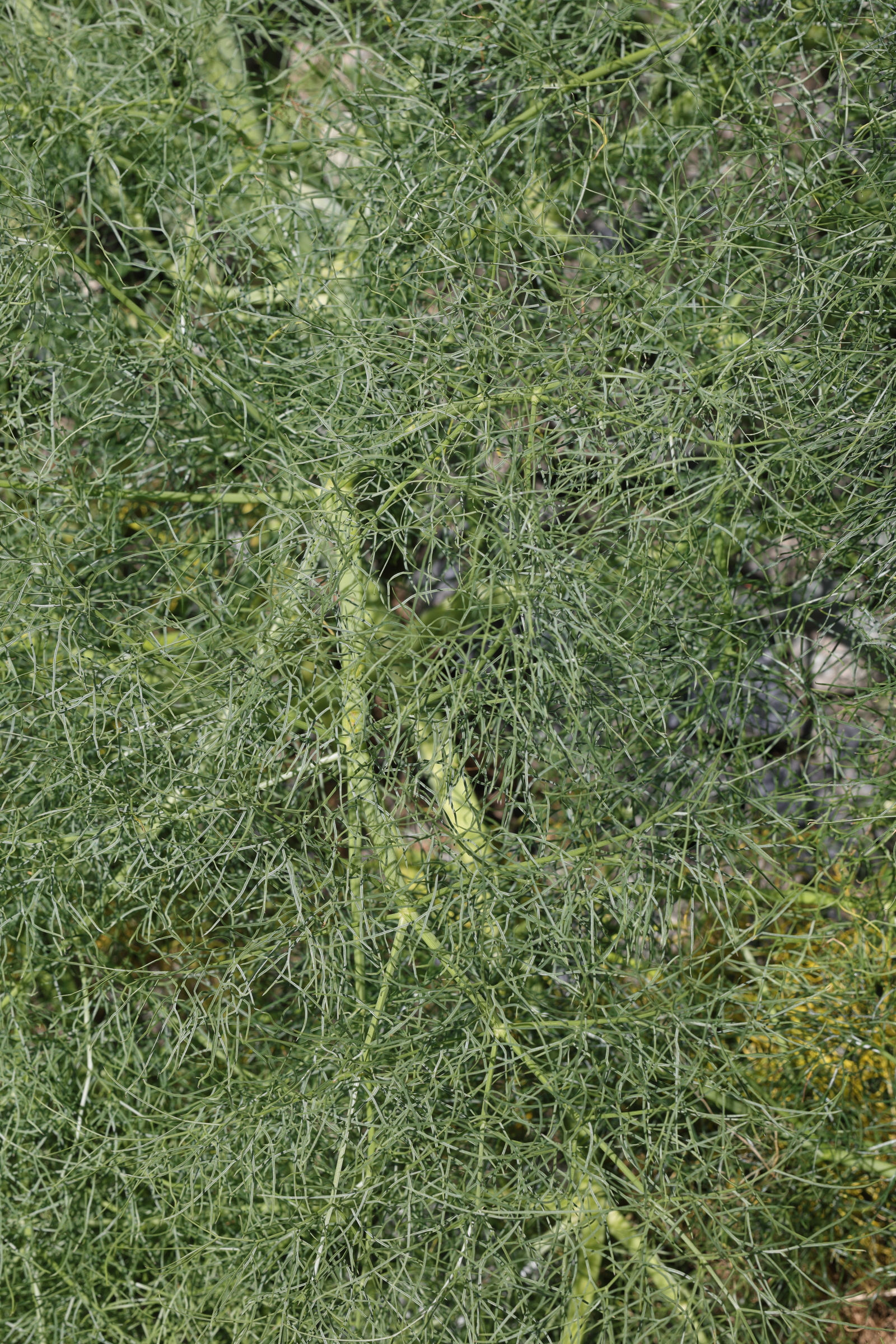 ferula_communis14md