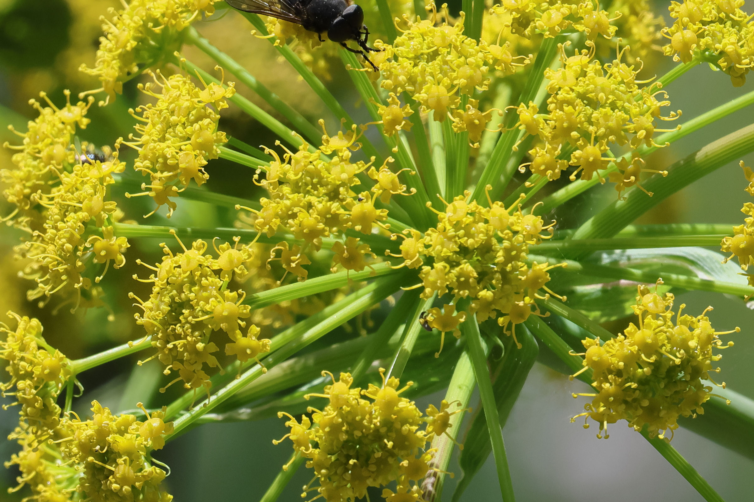 ferula_communis2bd
