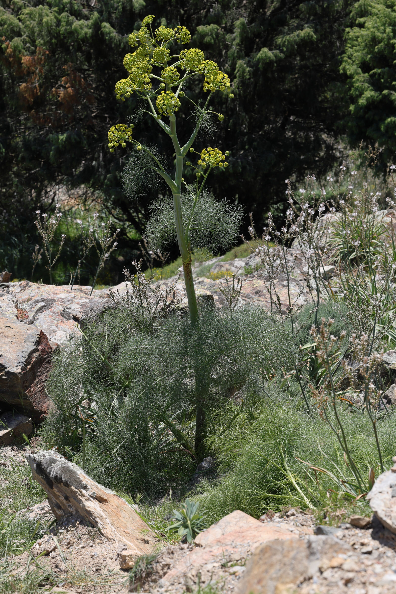 ferula_communis6md