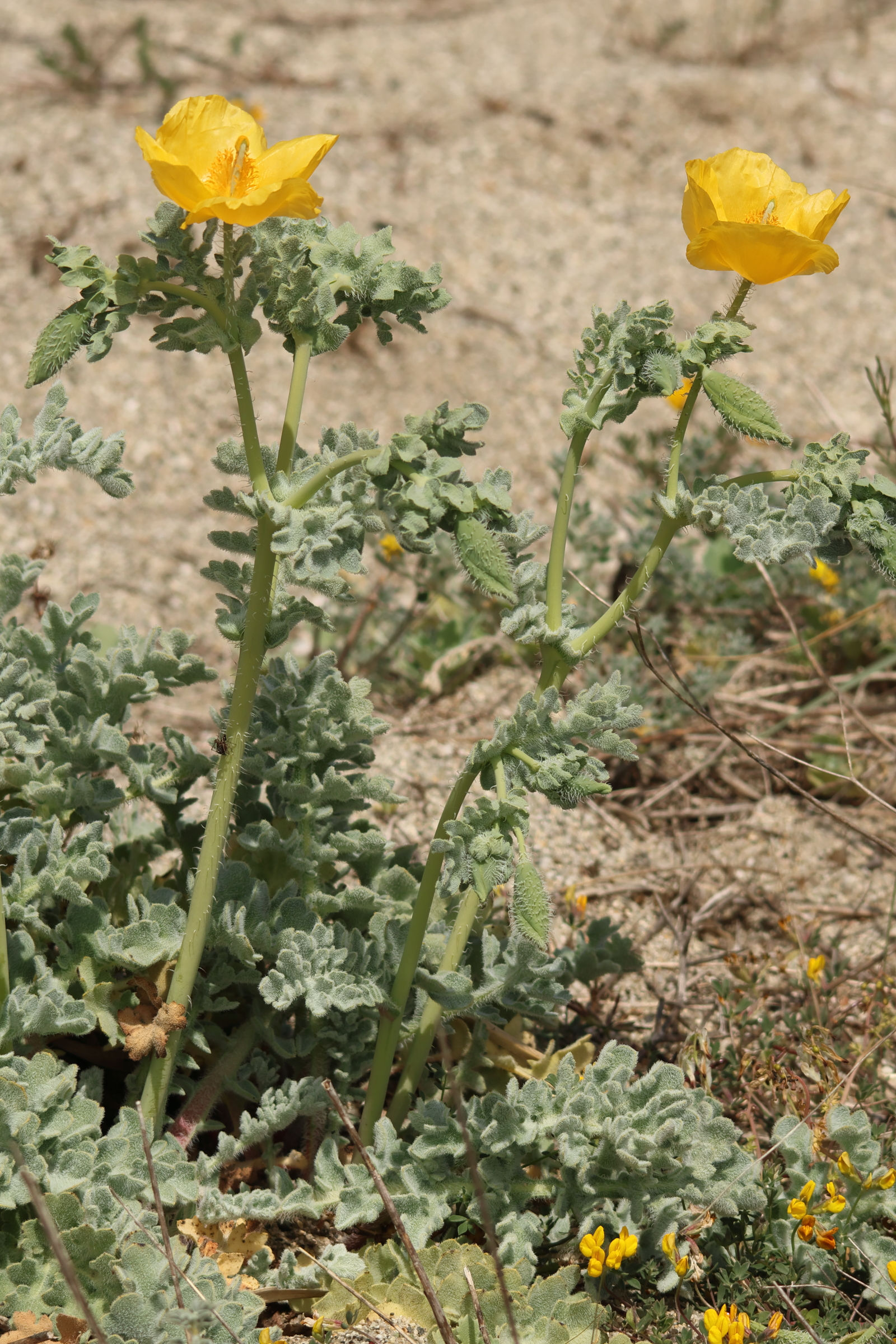 glaucium_flavum10md