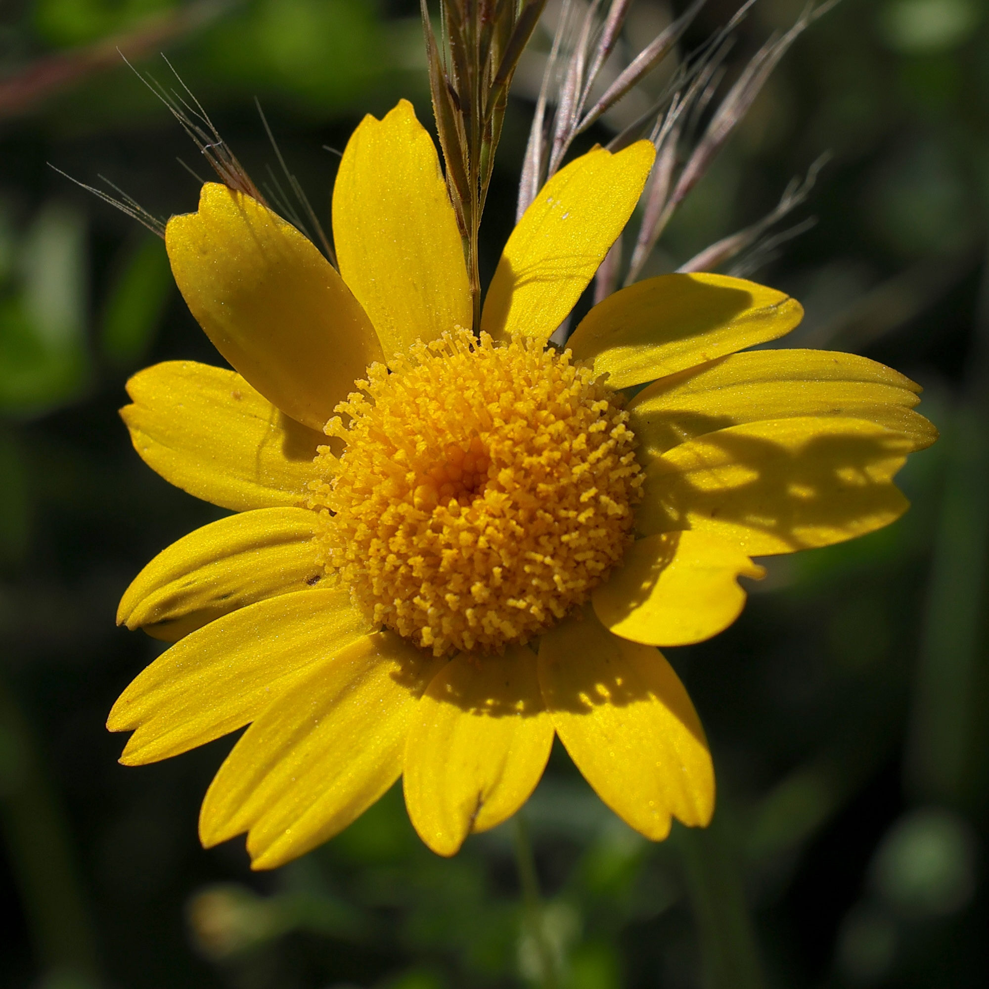 glebionis_segetum3md
