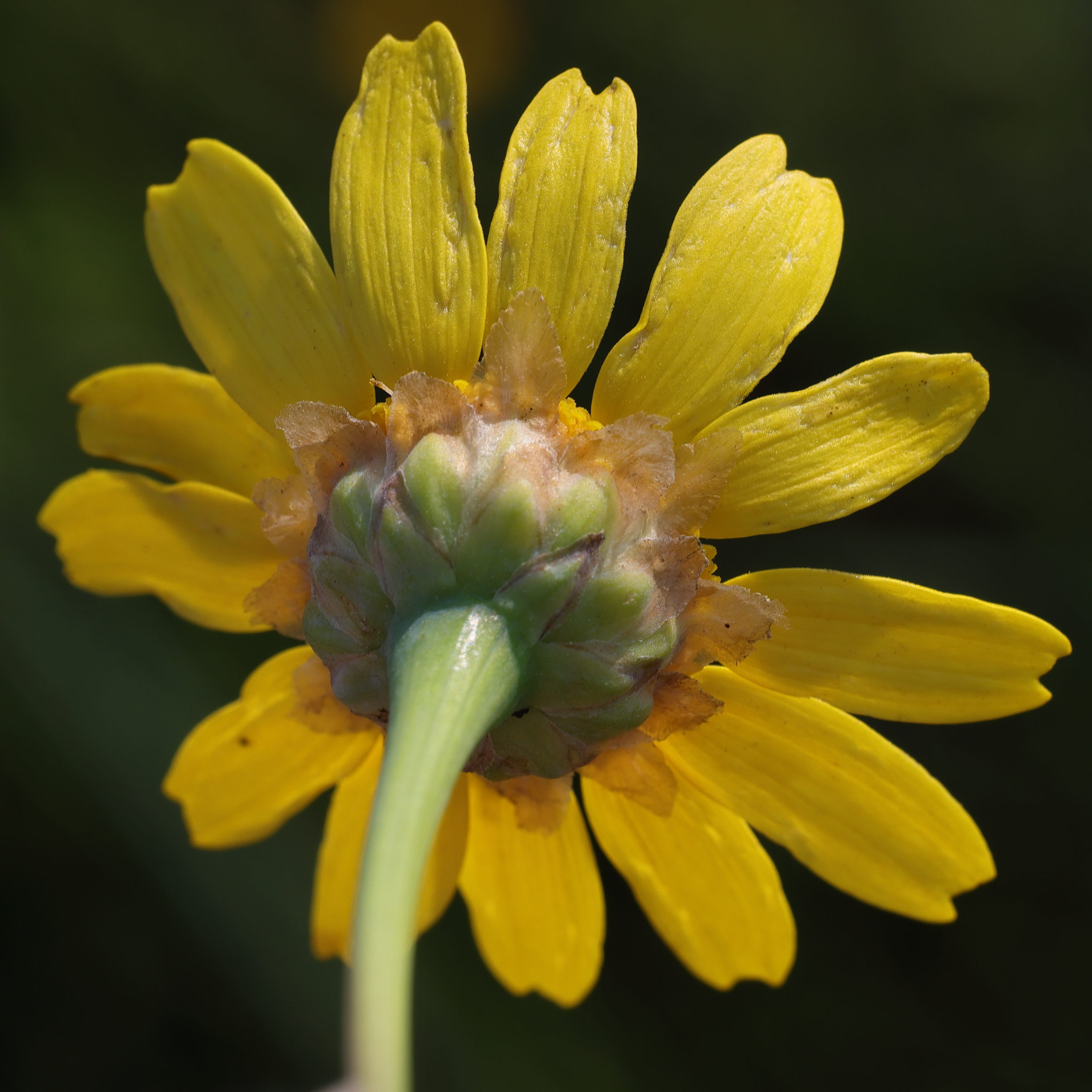 glebionis_segetum4md